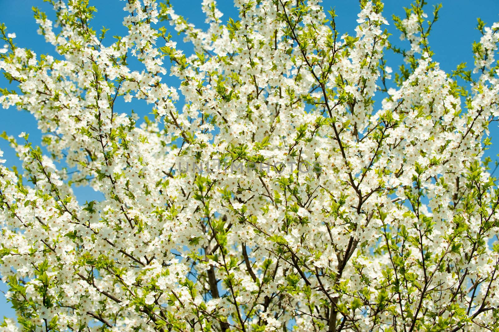 Blossoming branches of a tree. White flowers on a background of the blue sky