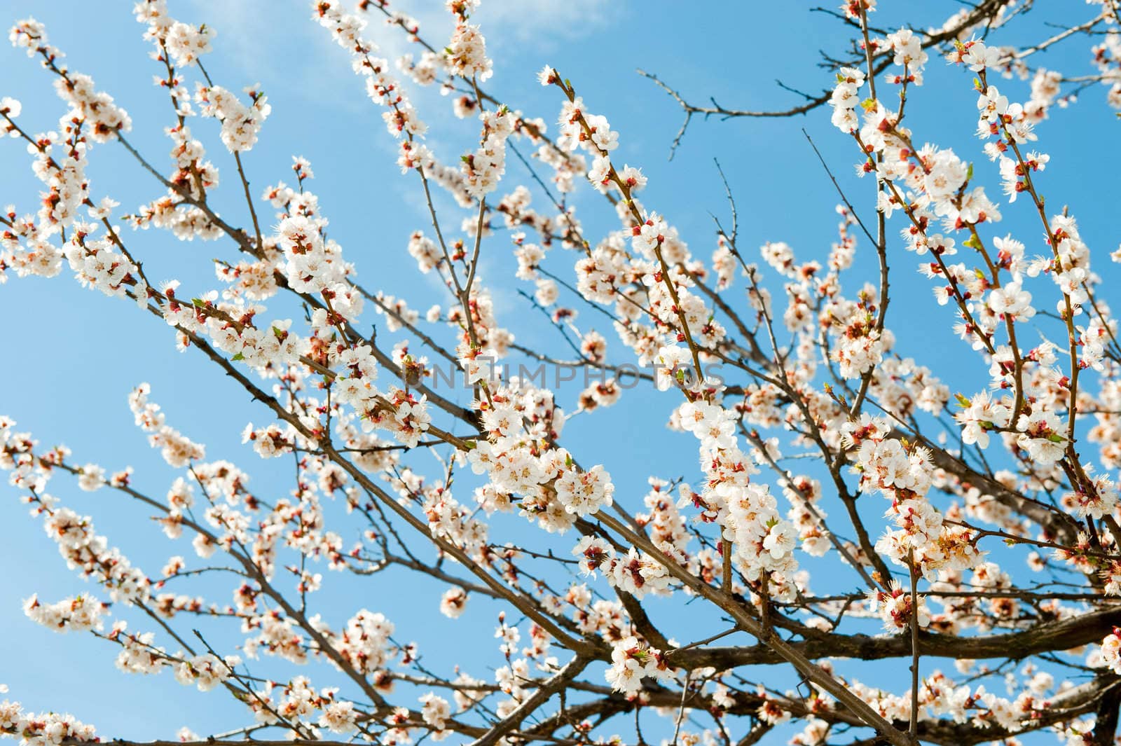 Blossoming branches of a tree. White flowers on a background of the blue sky