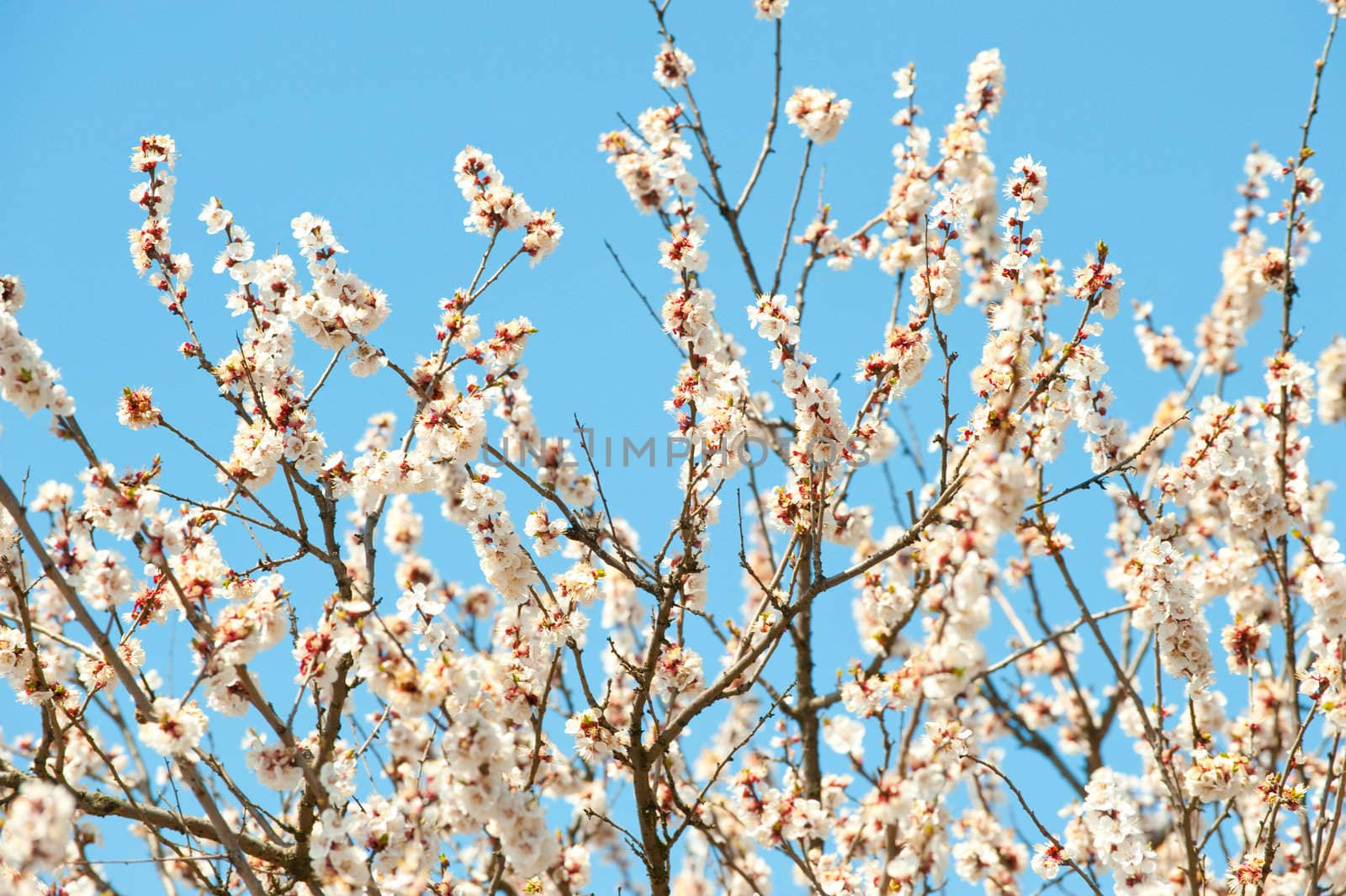 Blossoming branches of a tree. White flowers on a background of the blue sky