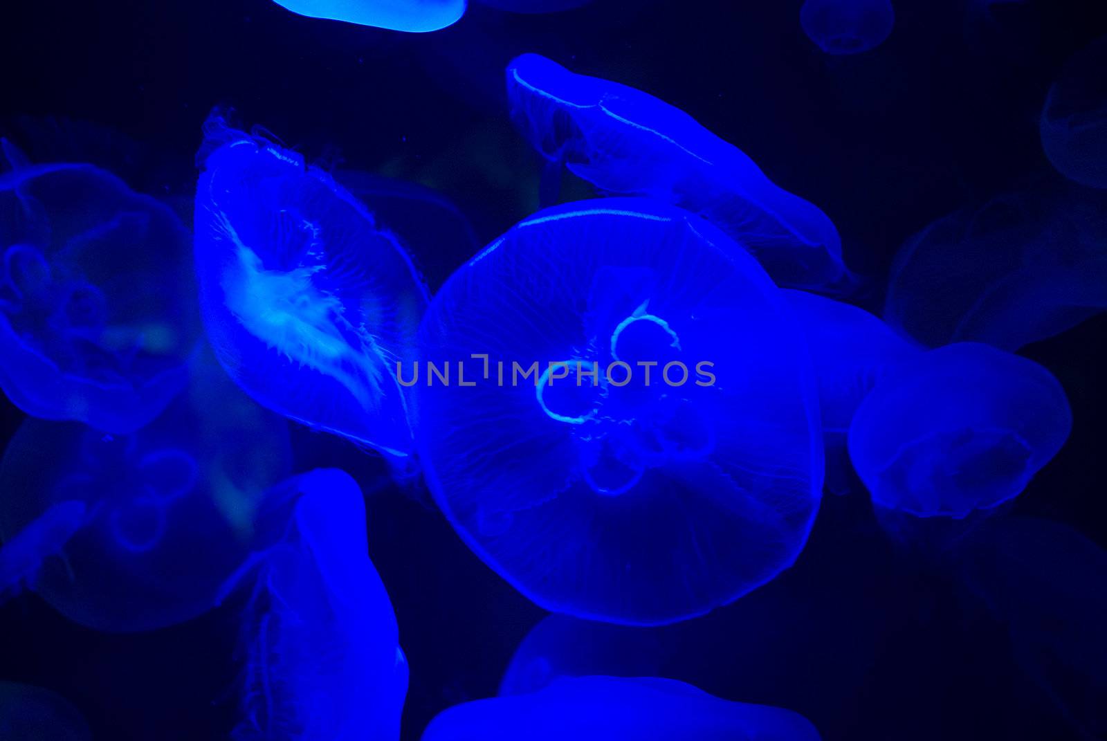 jellyfish by Dessie_bg