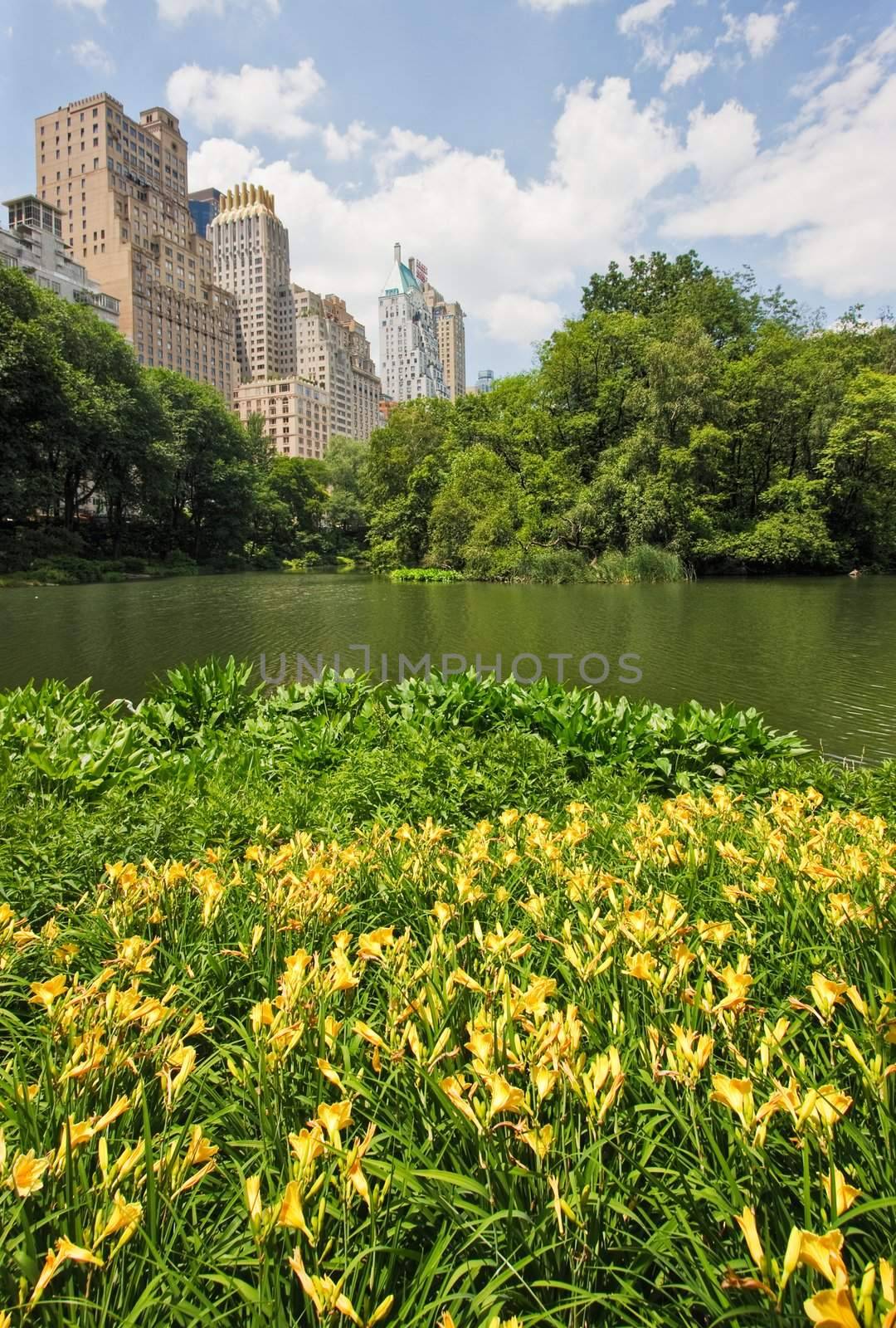 A pond in central park with high rise buildings behind it in New York City. There are yellow flowers in the foreground.