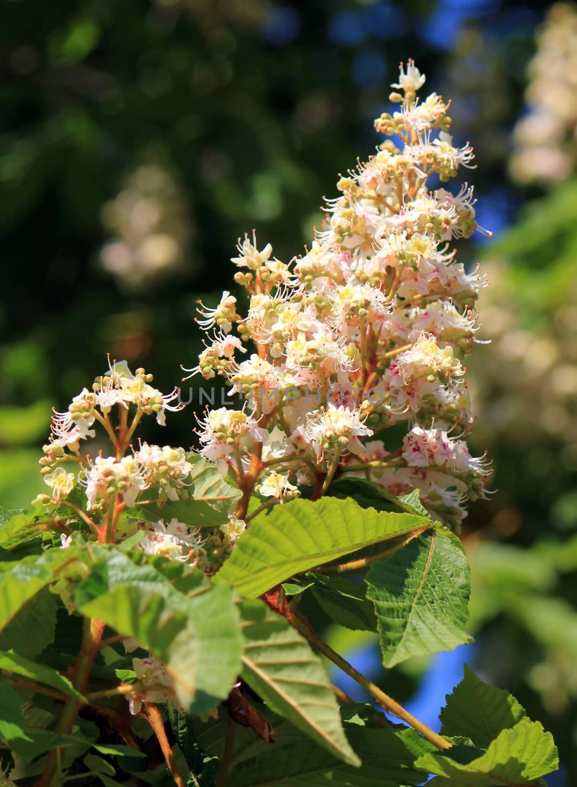 Spring blossoming chestnut flowers by Elenaphotos21