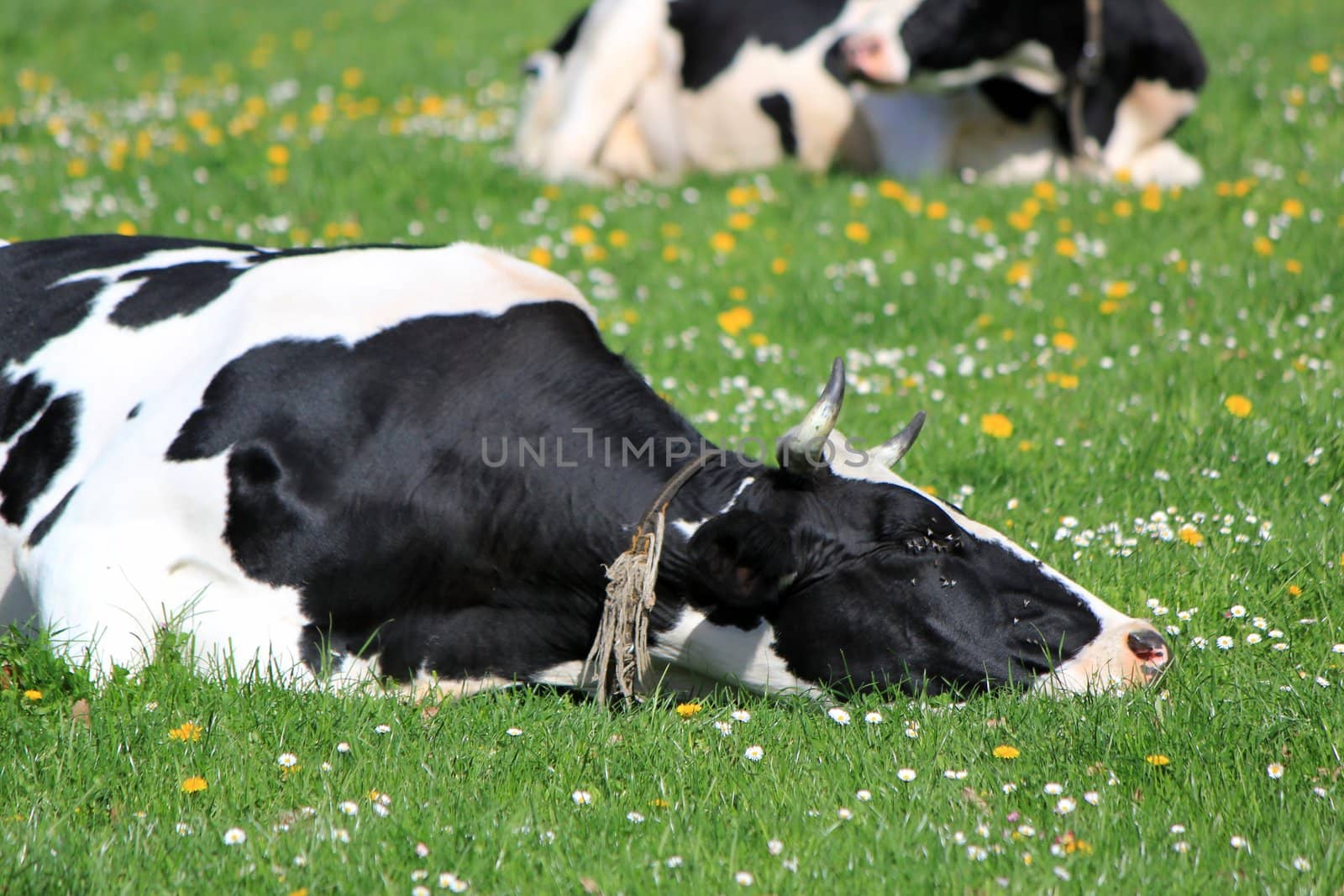 Black and white famous cow of Fribourg canton, Switzerland, resting lying in a meadow of green grass and flowers