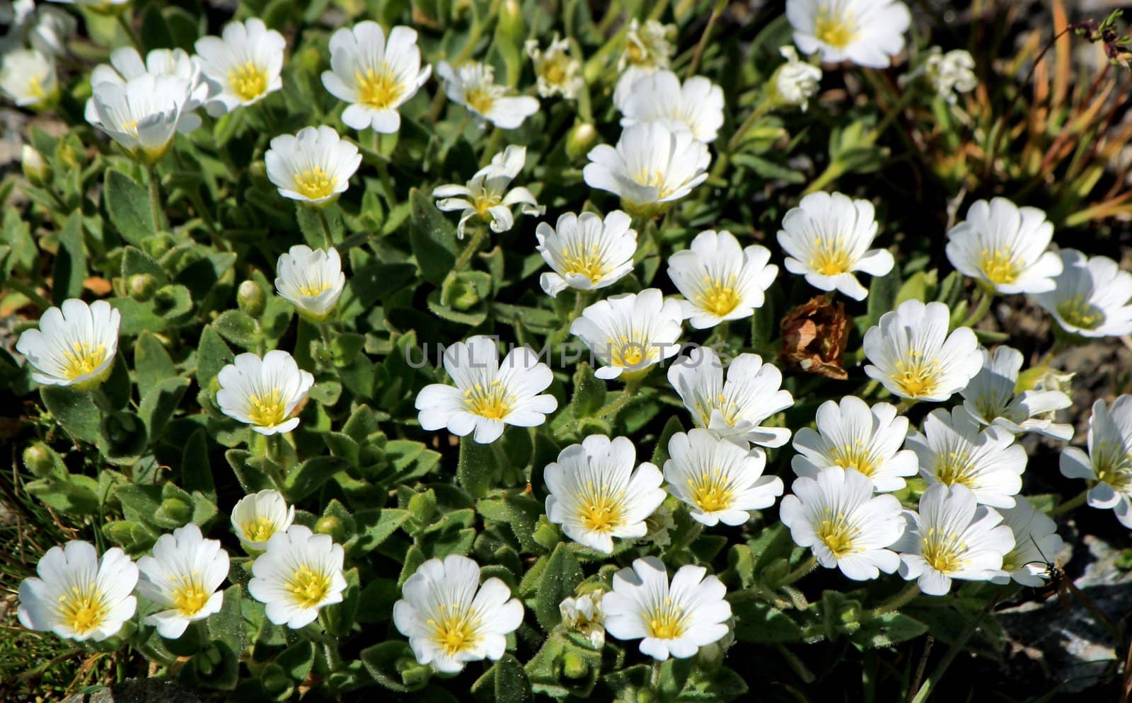 White anemone flowers in the mountain by summer sunny weather