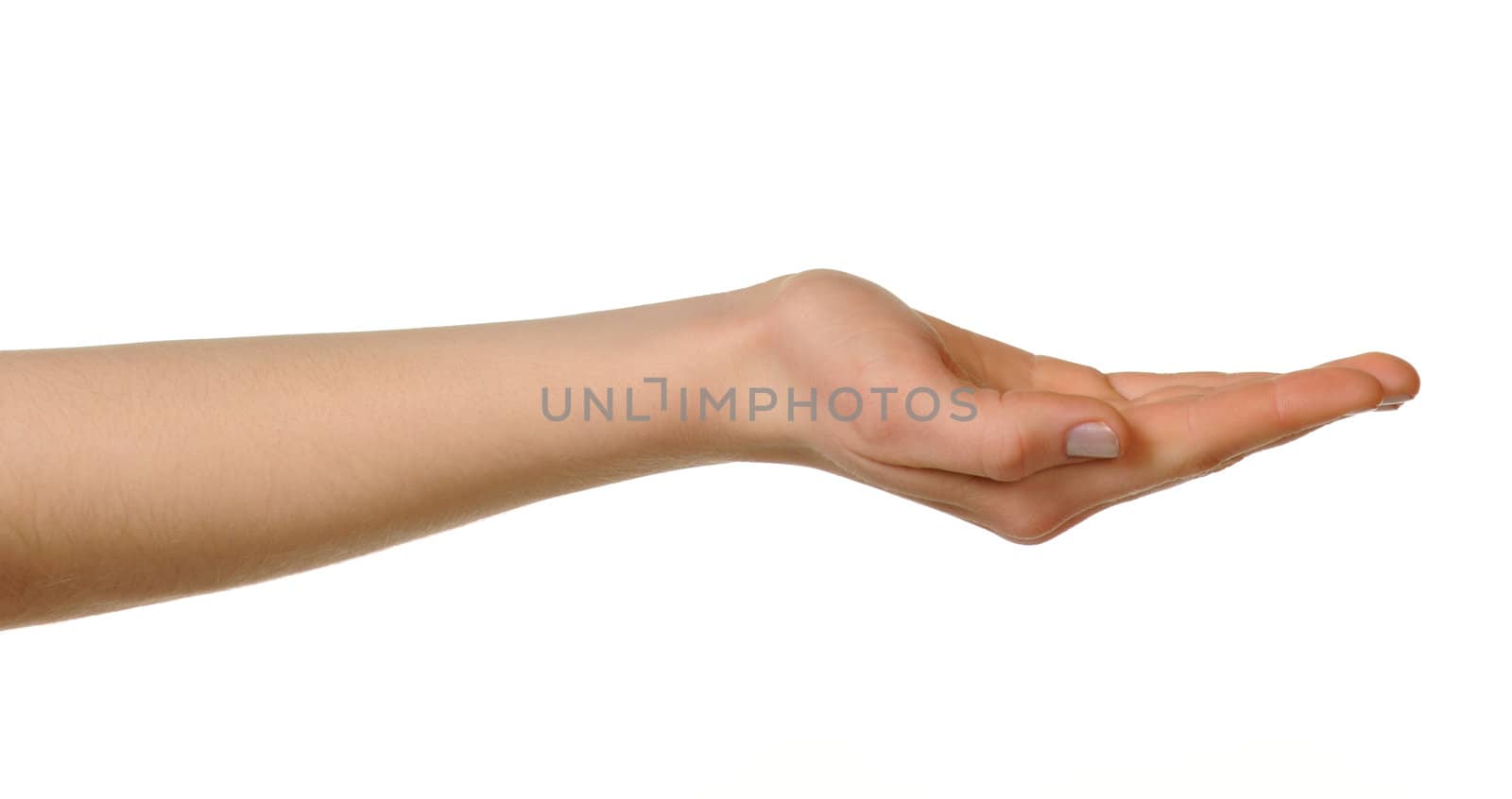 Female hand. Isolated on a white background