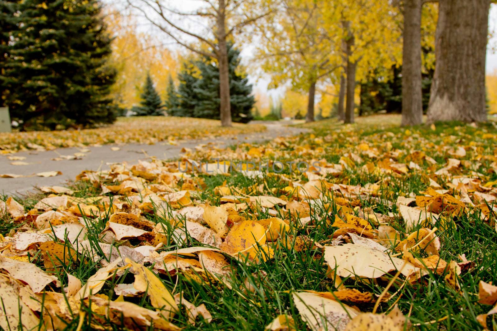 Trees with golden yellow leaves in a part during the months of fall.