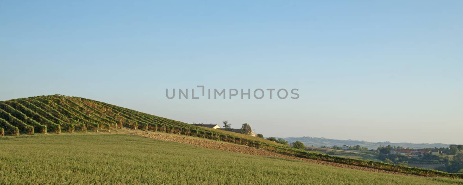 Elegant profile of an hill covered by vineyard