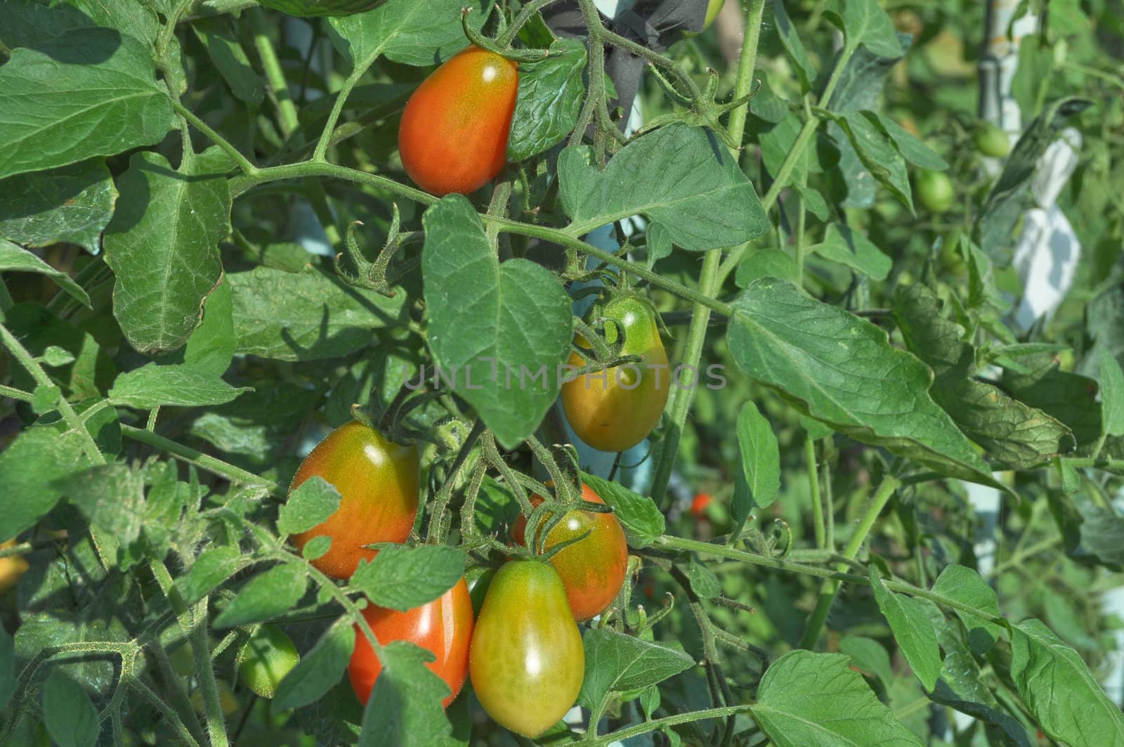 Red Italian tomato vegetables - healthy vegetarian food