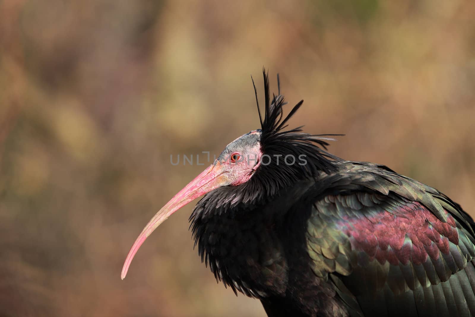 Profile of a Northern Bald Ibis by RazvanPhotography