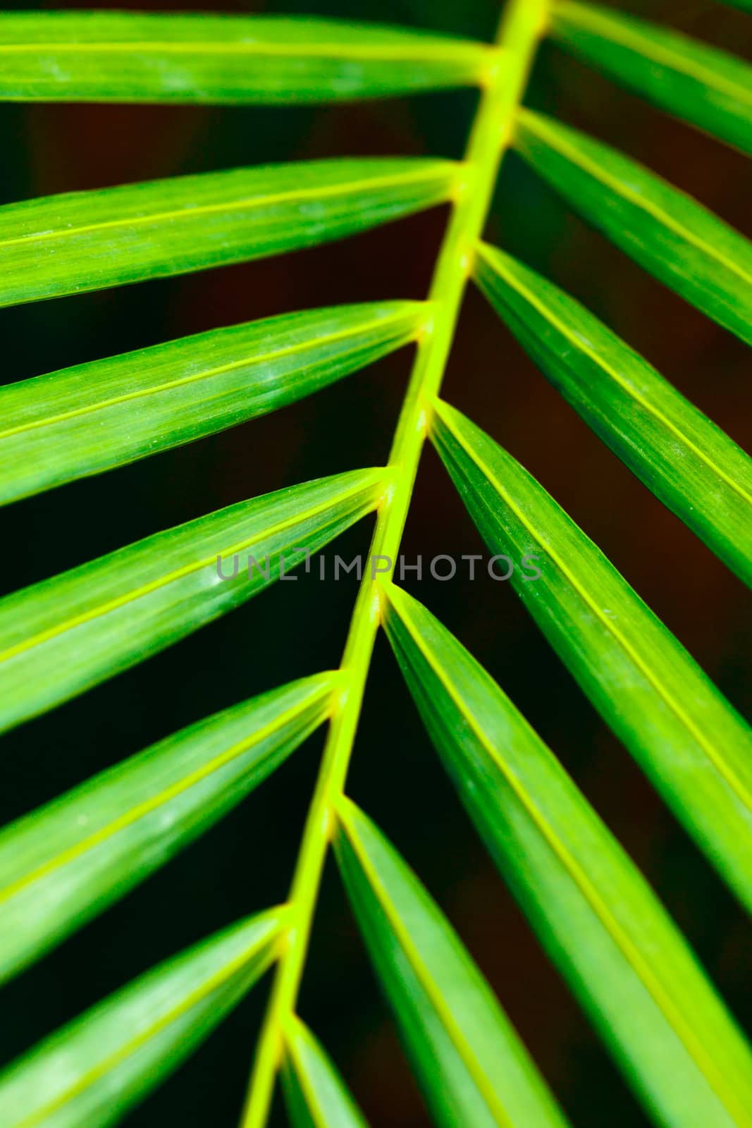 Green palm leaf close up