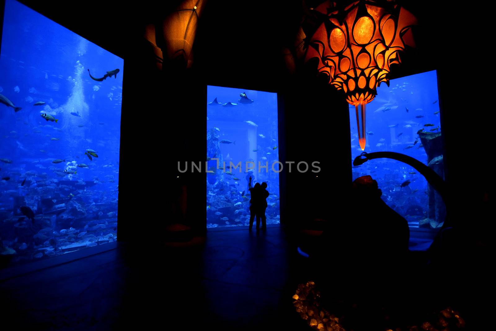 Silhouettes of people watching the life in an aquarium