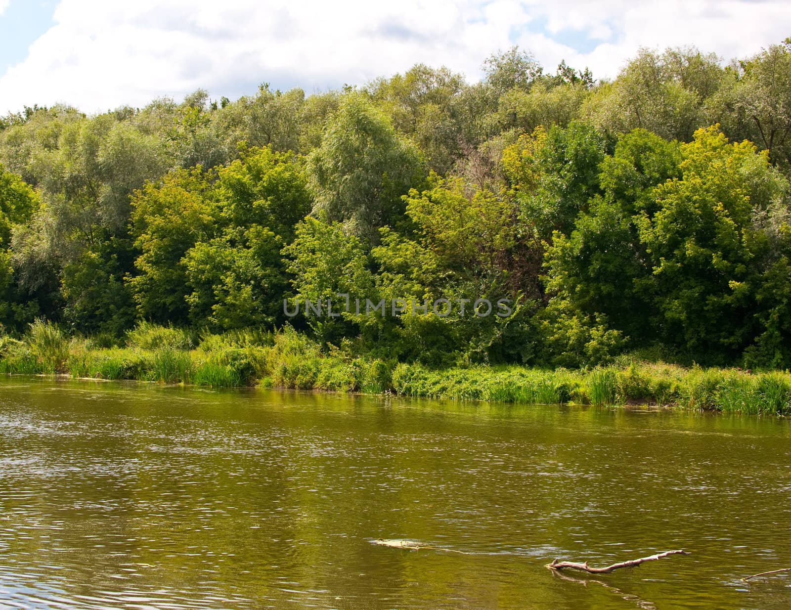 Picturesque forest and the river. Ukraine. Seversky Doneth