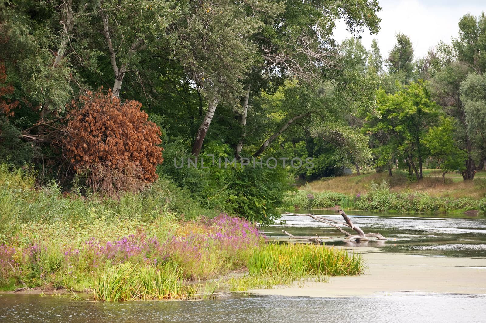 Picturesque forest and the river. Ukraine. Seversky Doneth