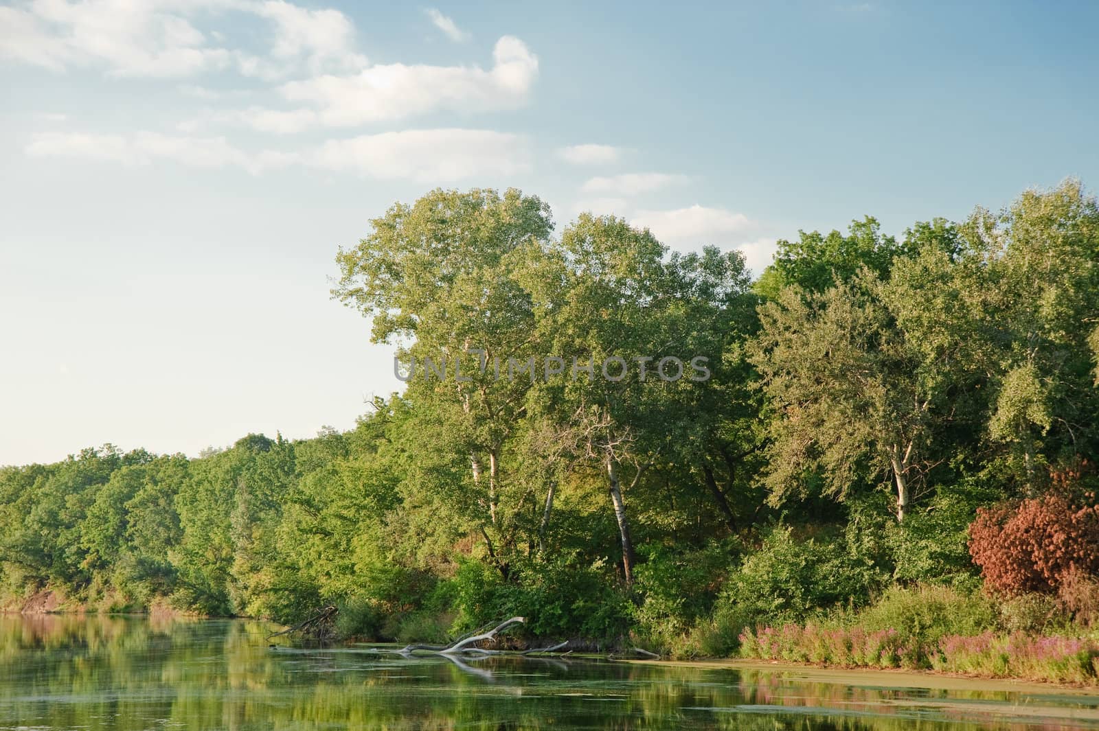 Picturesque forest and the river. Ukraine. Seversky Doneth
