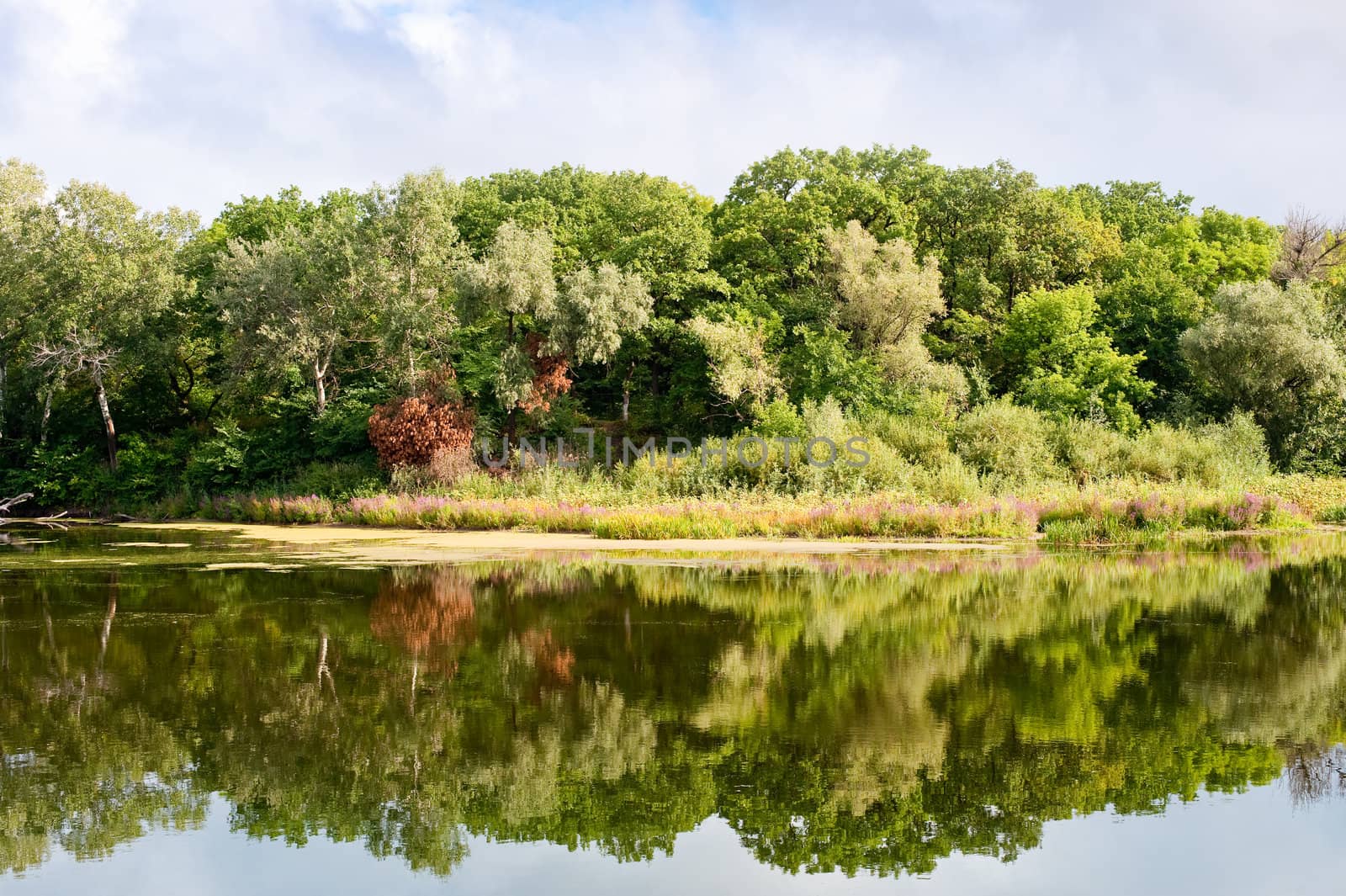 Picturesque forest and the river. Ukraine. Seversky Doneth