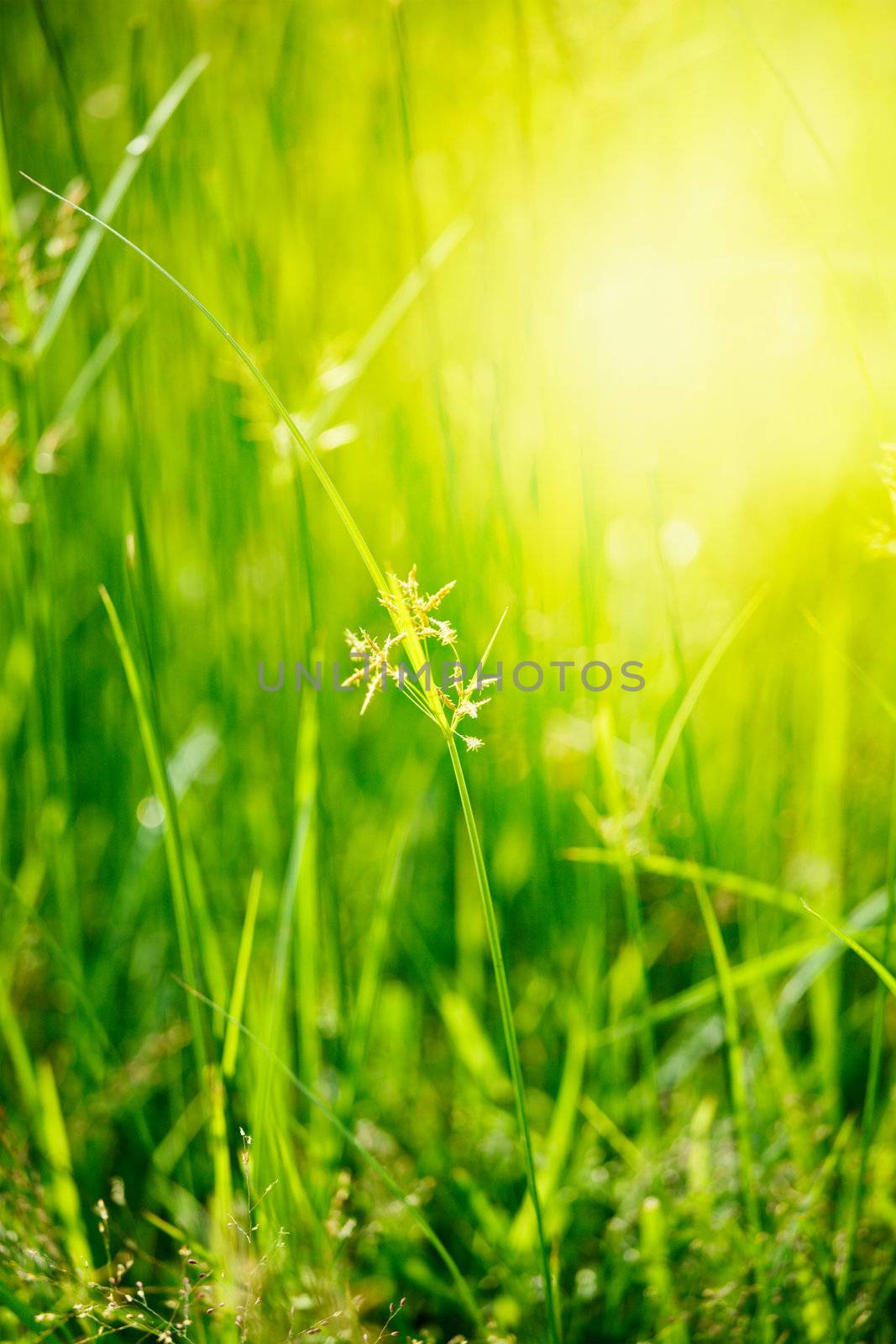 Green grass - very shallow depth of field