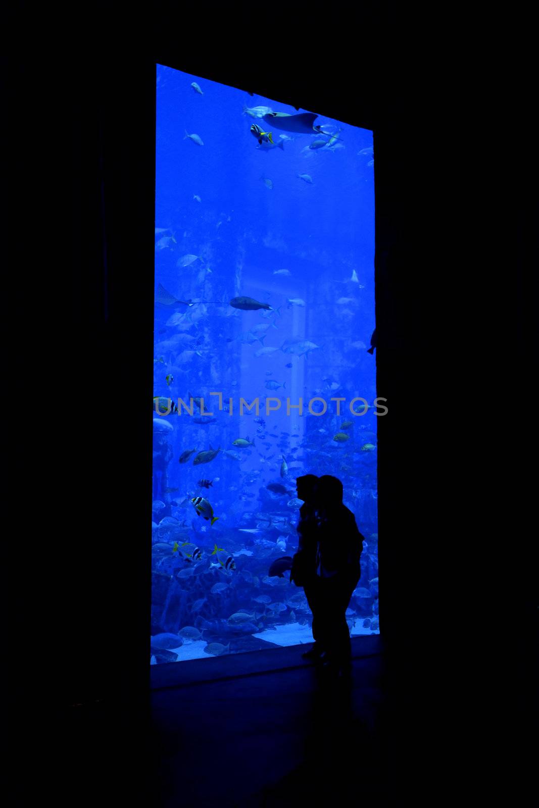 Silhouettes of people watching the life in an aquarium