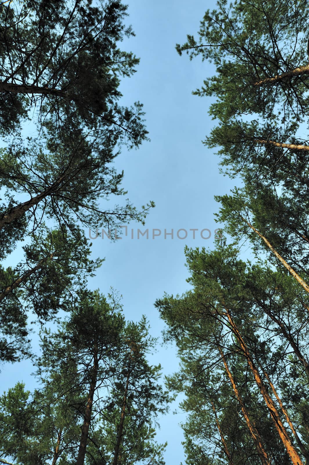 Trees and the sky. A photo from the bottom point