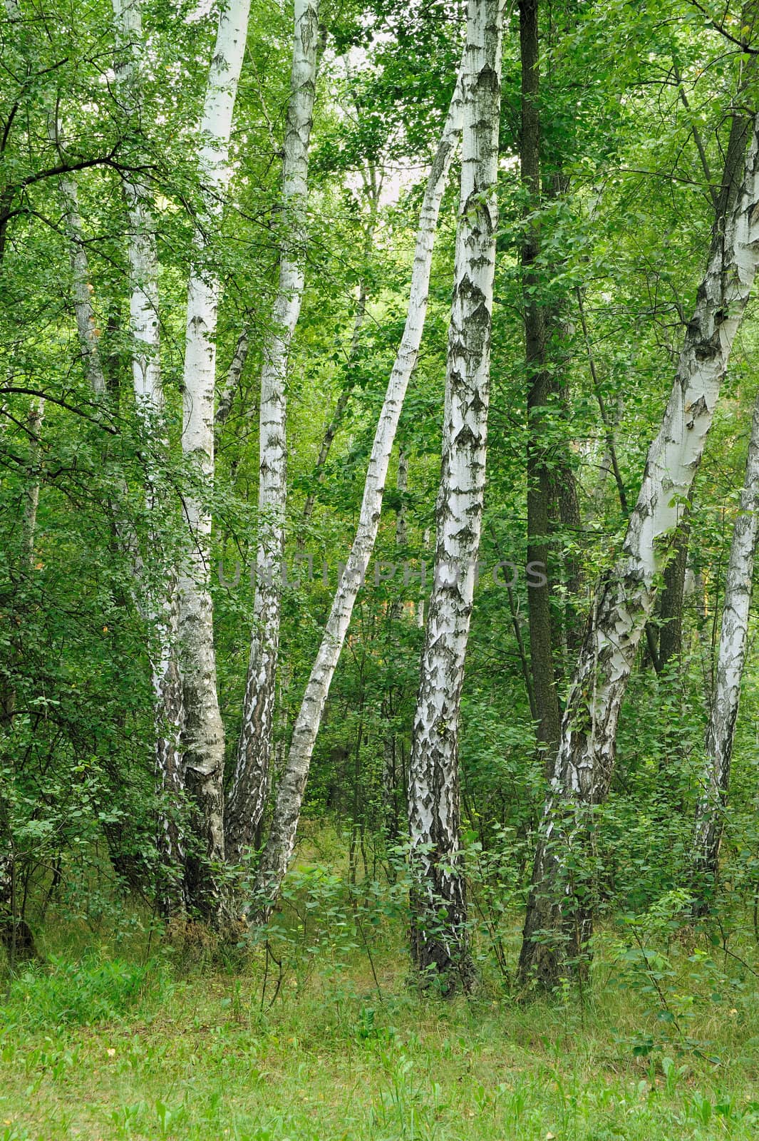Birch. A tree of white color. A wood in the East Europe. Ukraine