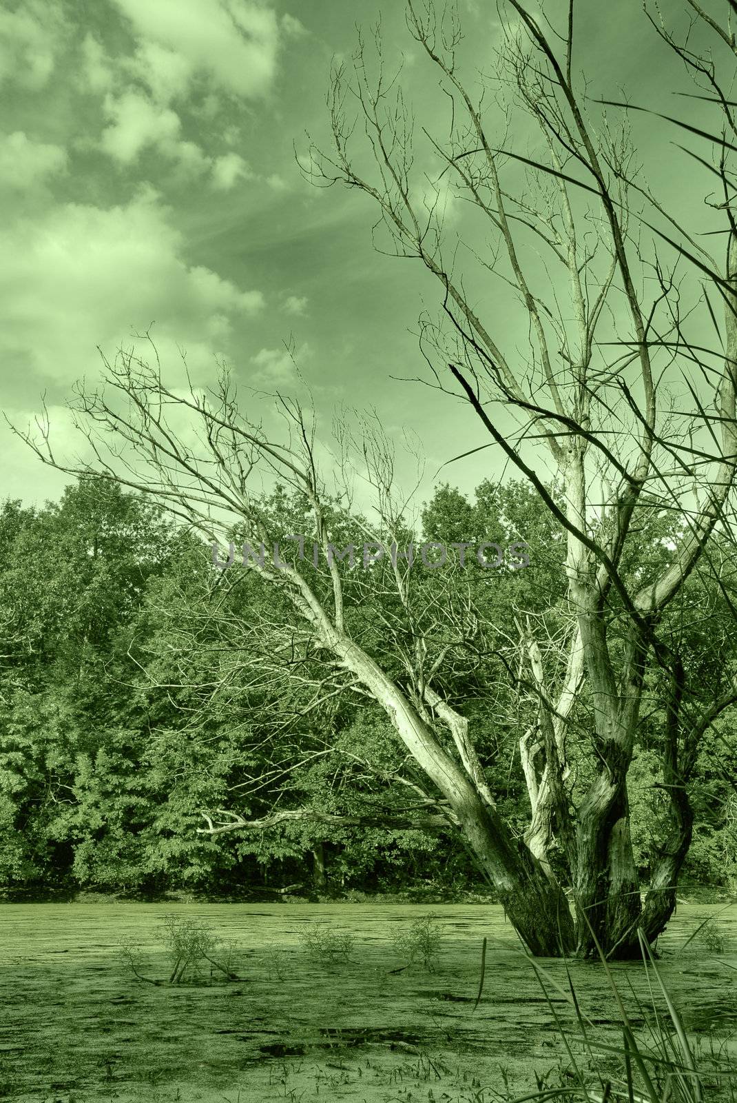 Bog and dry tree by galdzer