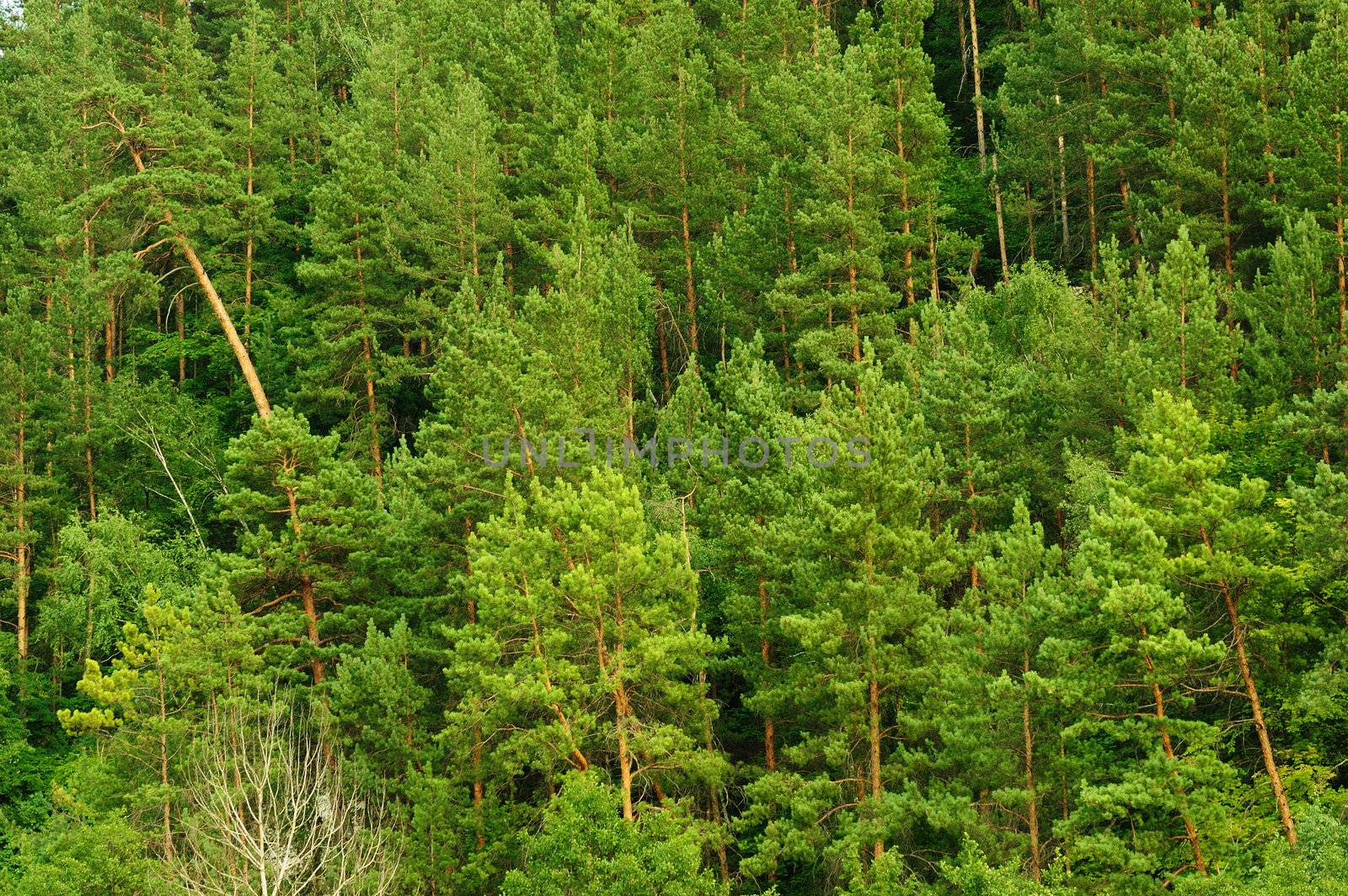Green forest. The mixed wood on mountain in the East Europe. Ukraine.