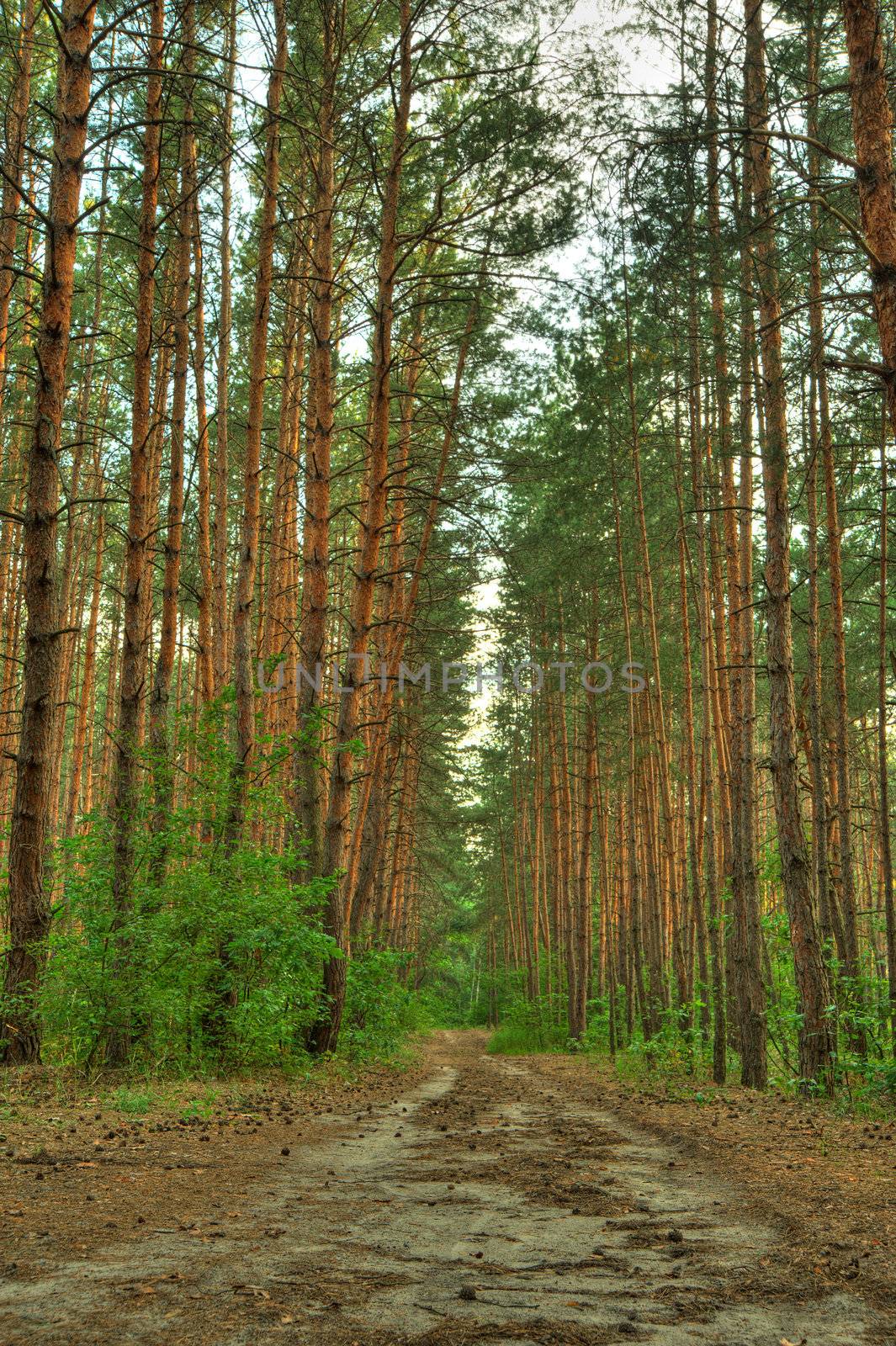 Forest path. A coniferous wood in the East Europe. Ukraine.