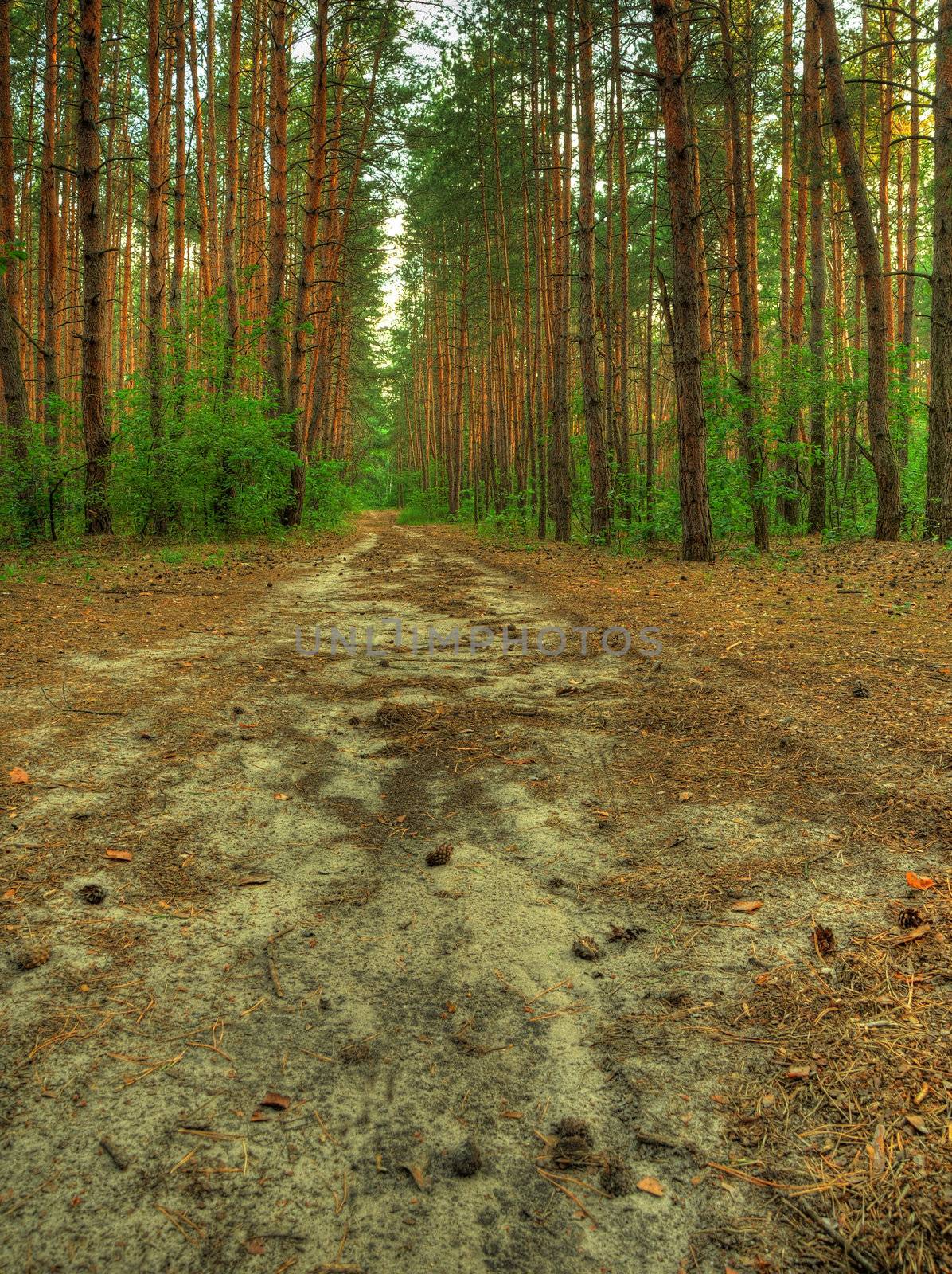 Forest path. A coniferous wood in the East Europe. Ukraine.