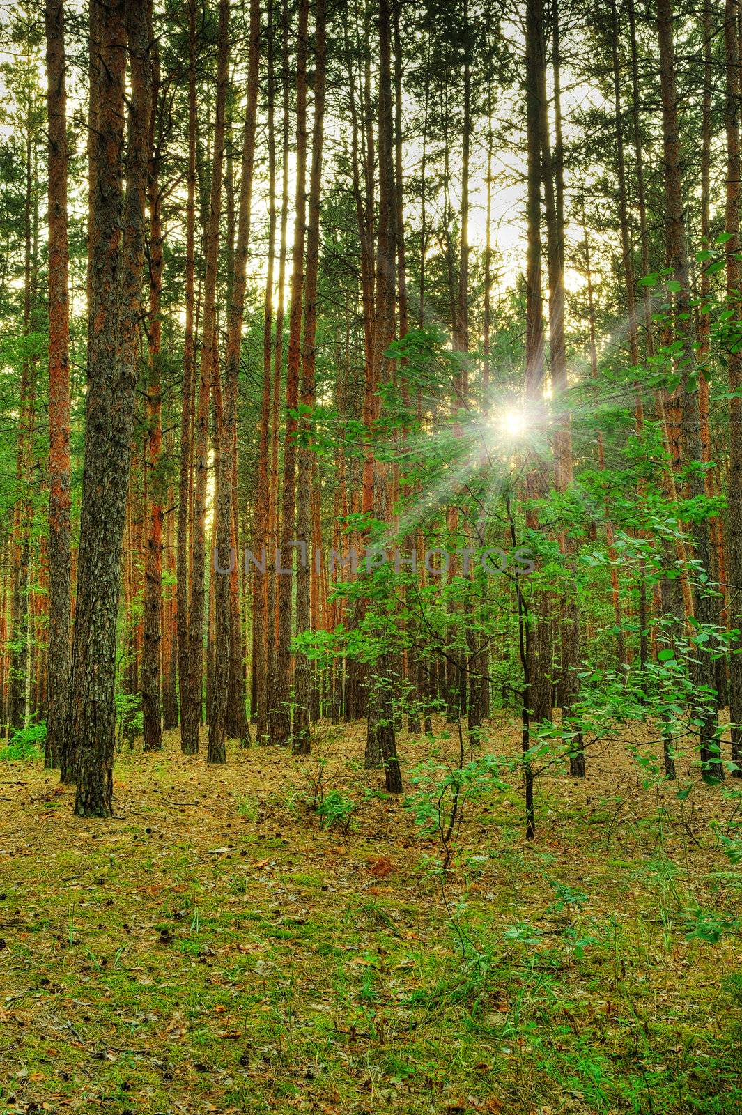 Forest. A coniferous forest in the East Europe. Ukraine.