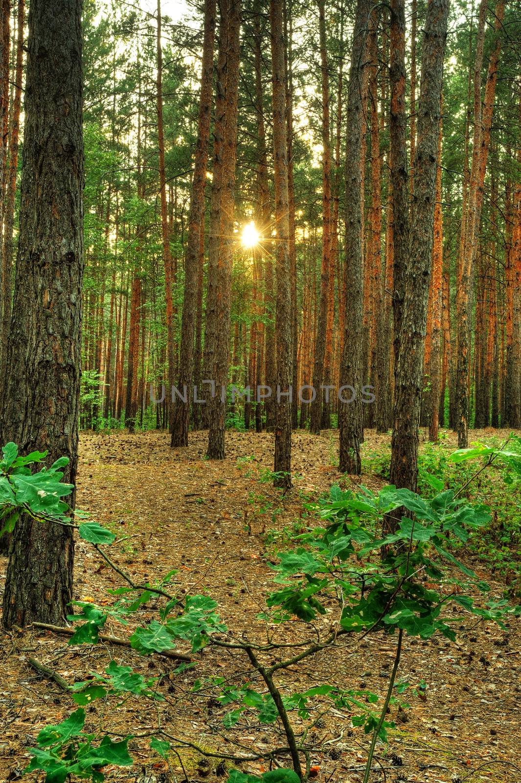 Forest. A coniferous forest in the East Europe. Ukraine.