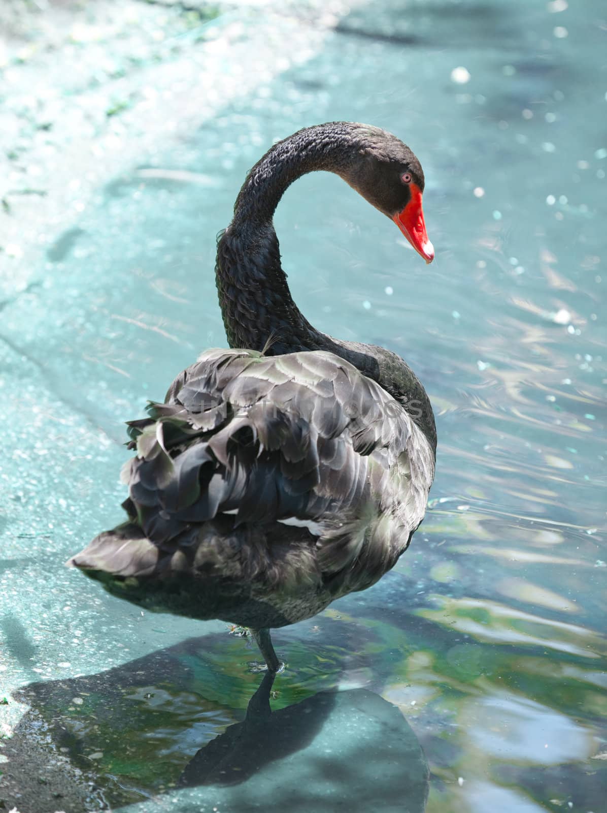 Black swan by galdzer