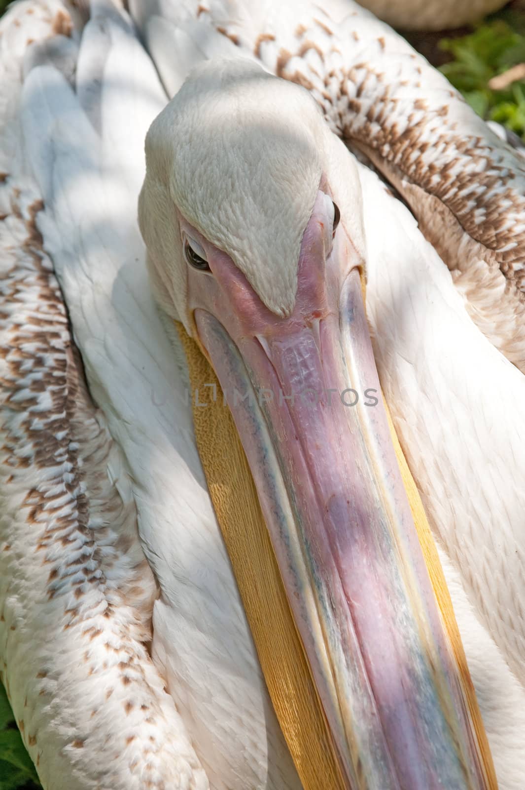 pelican by galdzer