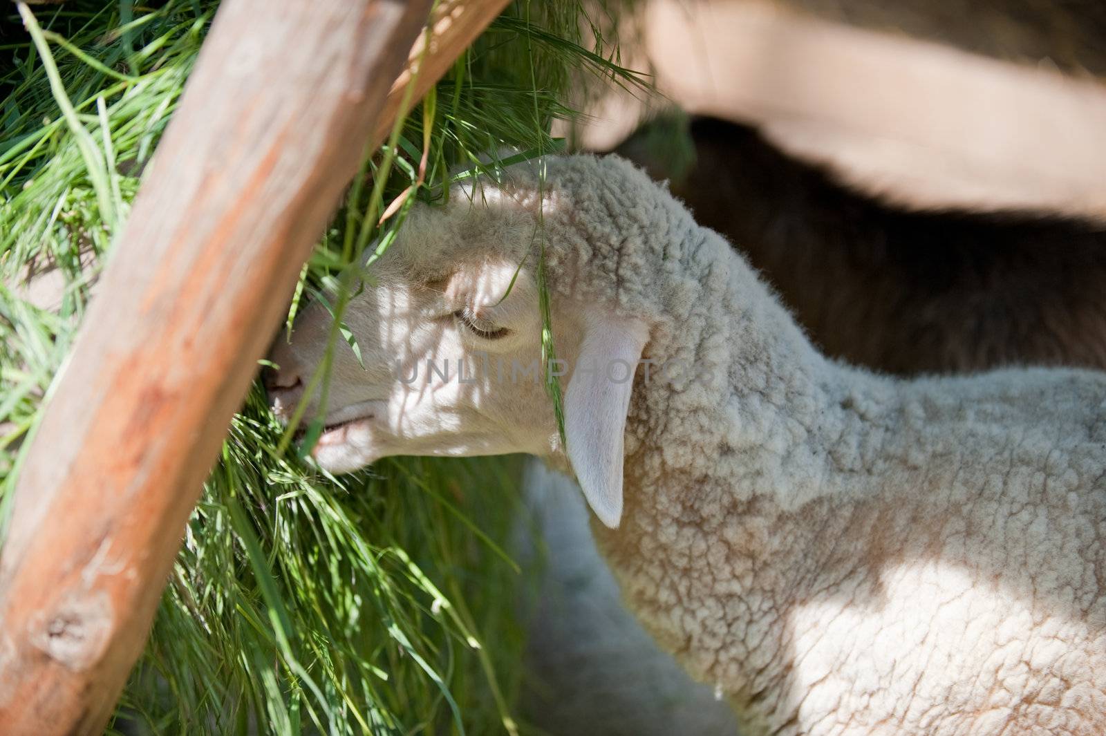 Sheep. House cattle in a shelter eating a grass