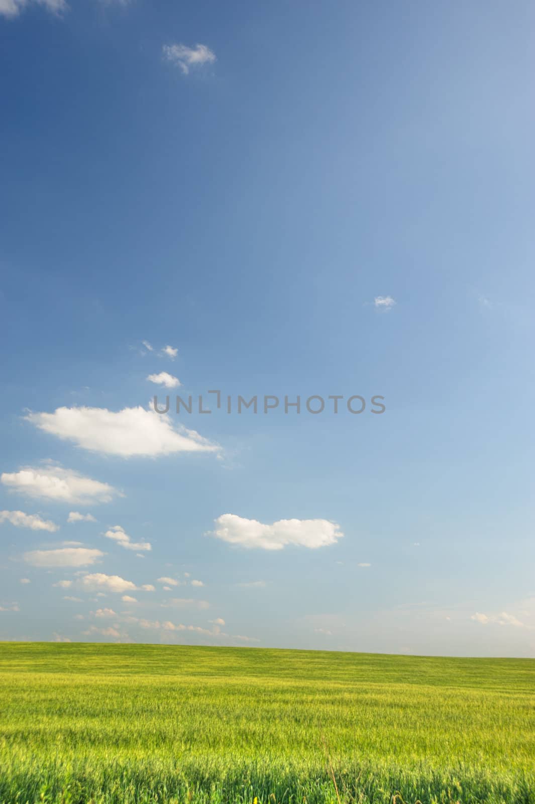 Green field and the dark blue sky. A rural landscape