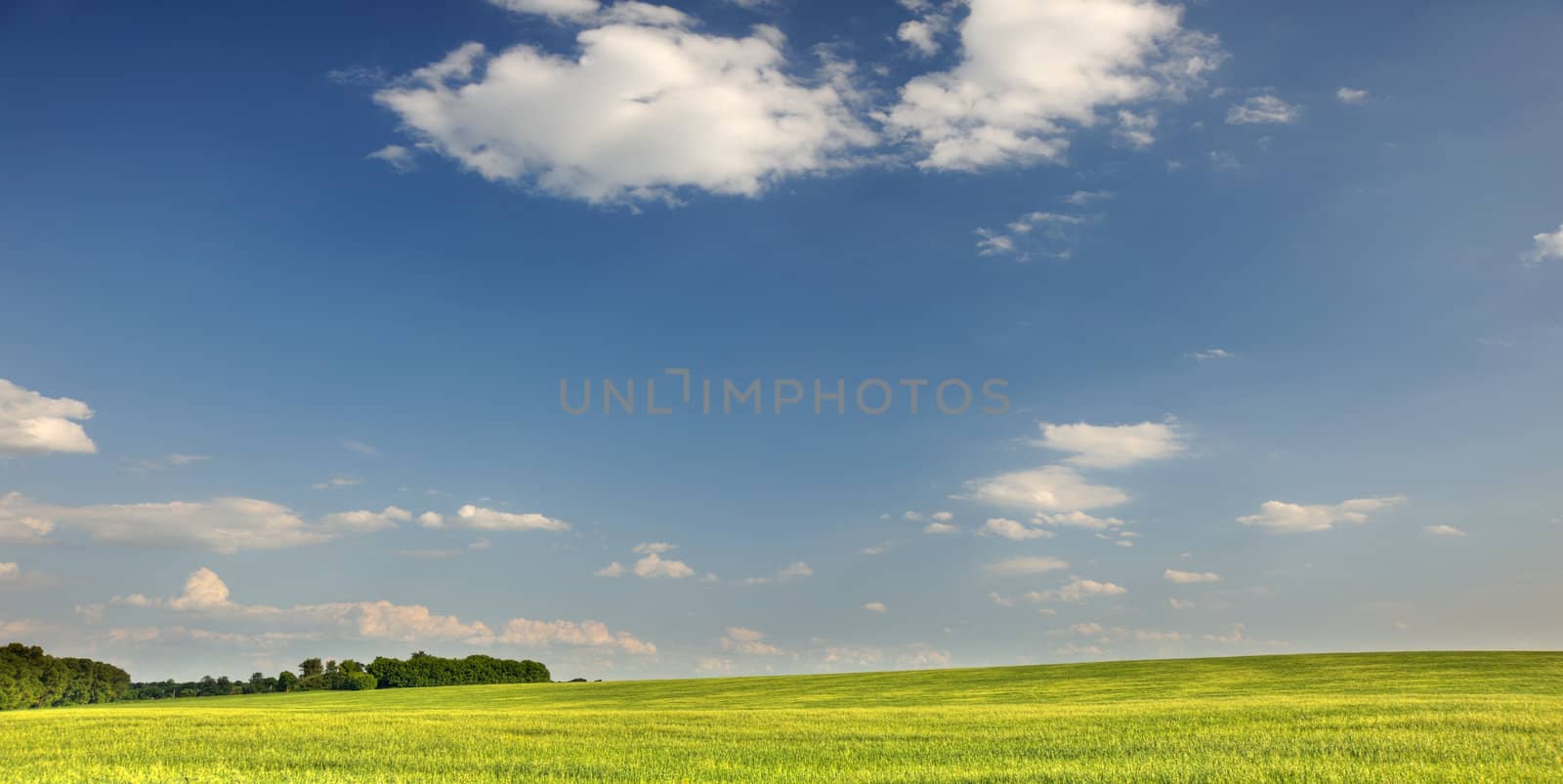 Green field and the dark blue sky. A rural landscape