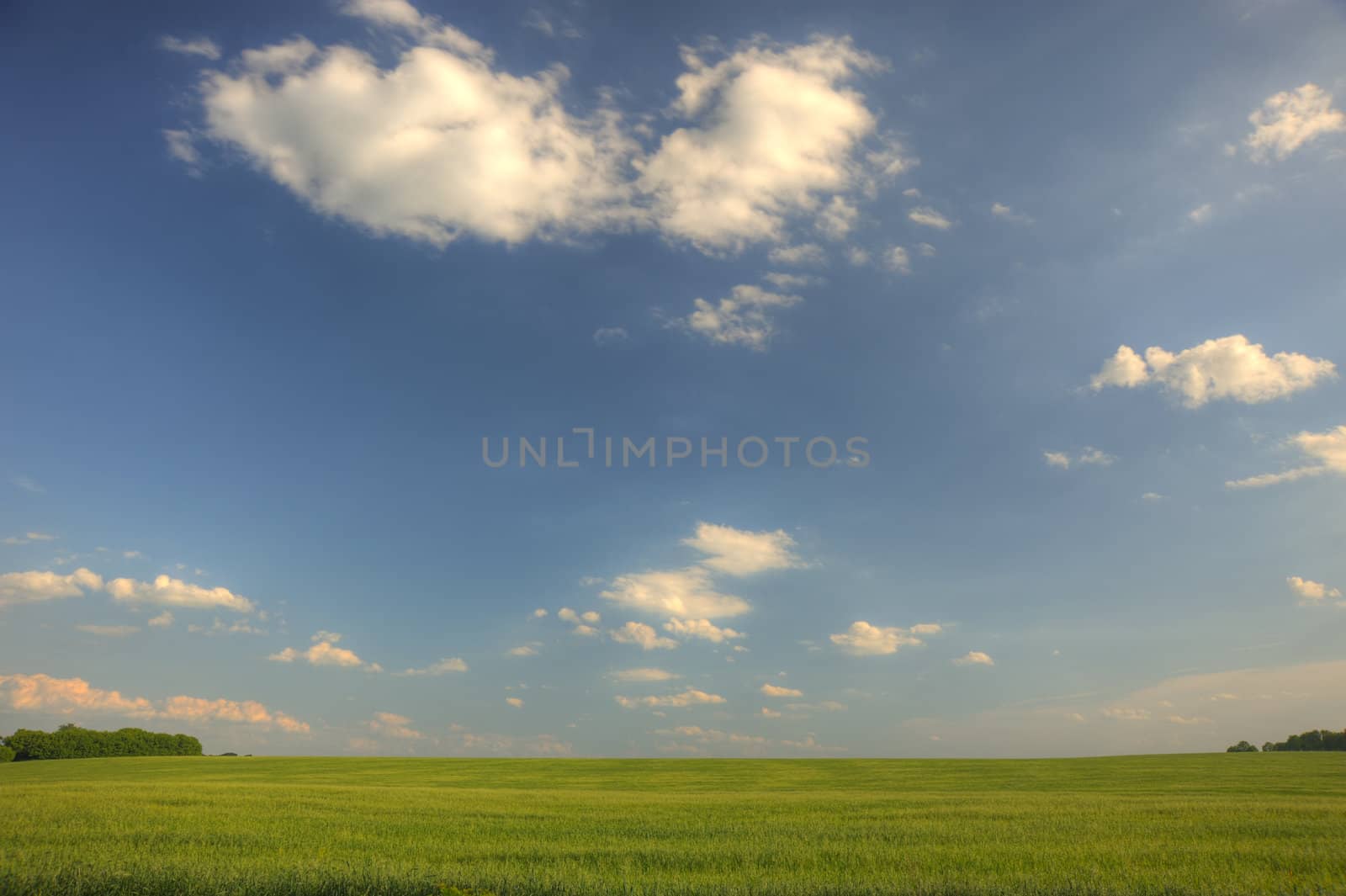 Green field and the dark blue sky. A rural landscape