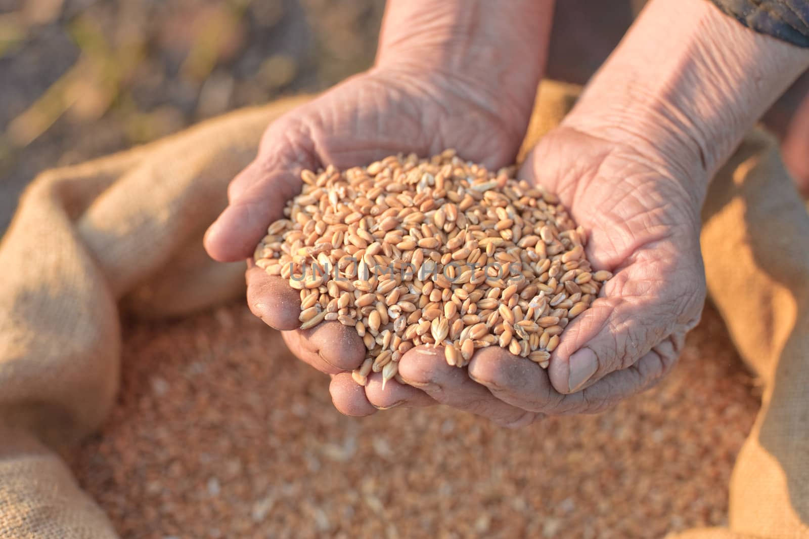 Wheat and hands of the old farmer. Harvesting