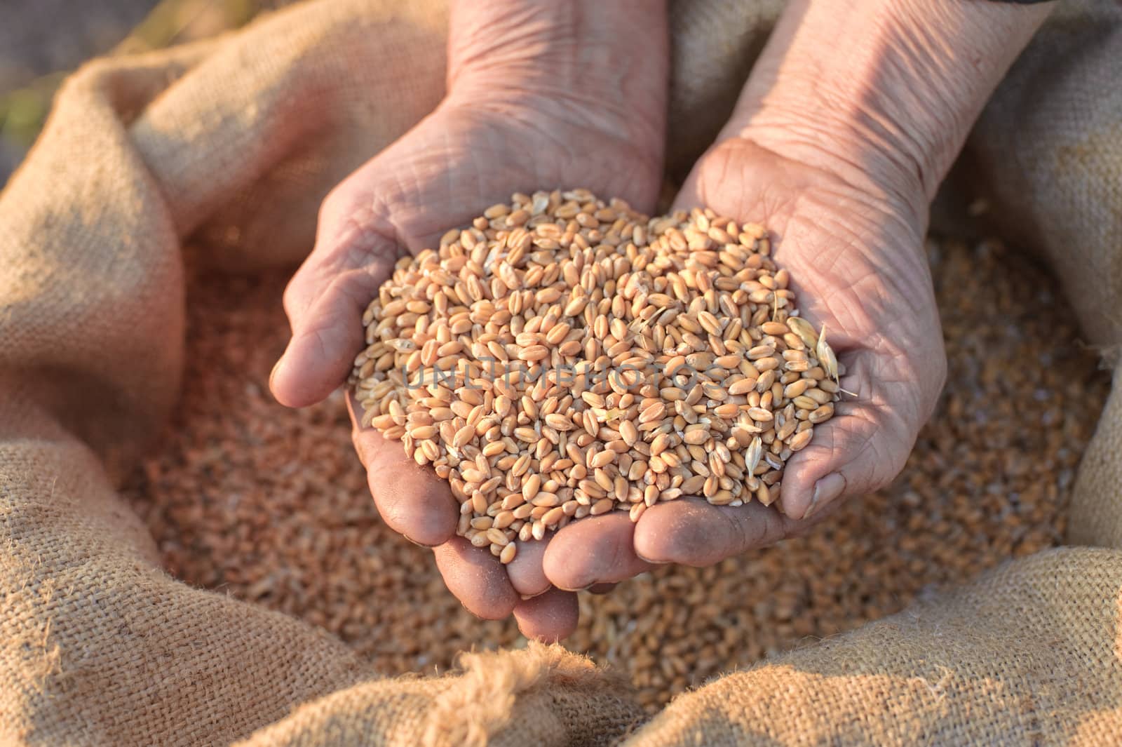 Wheat and hands of the old farmer. Harvesting