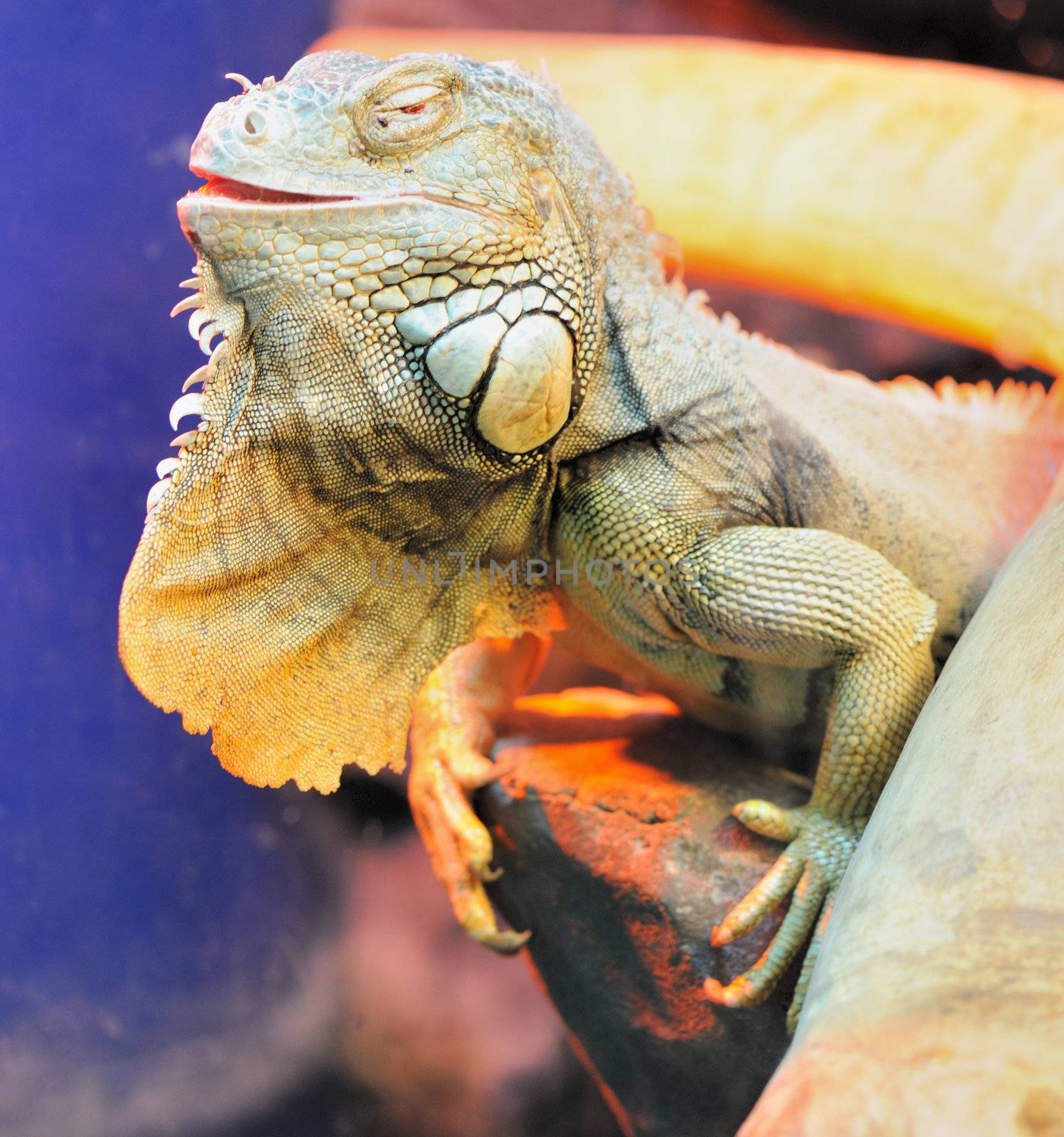 iguana by galdzer