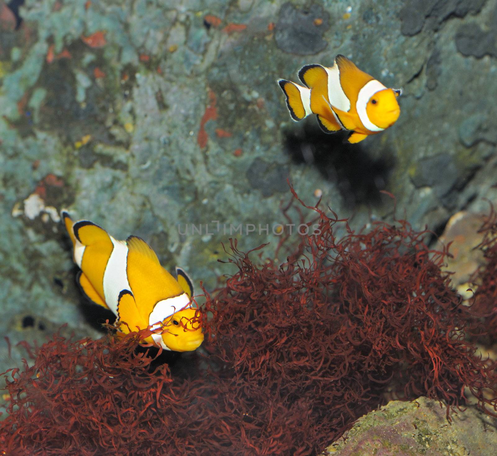 Fish - the clown. A colourful tropical fish under water