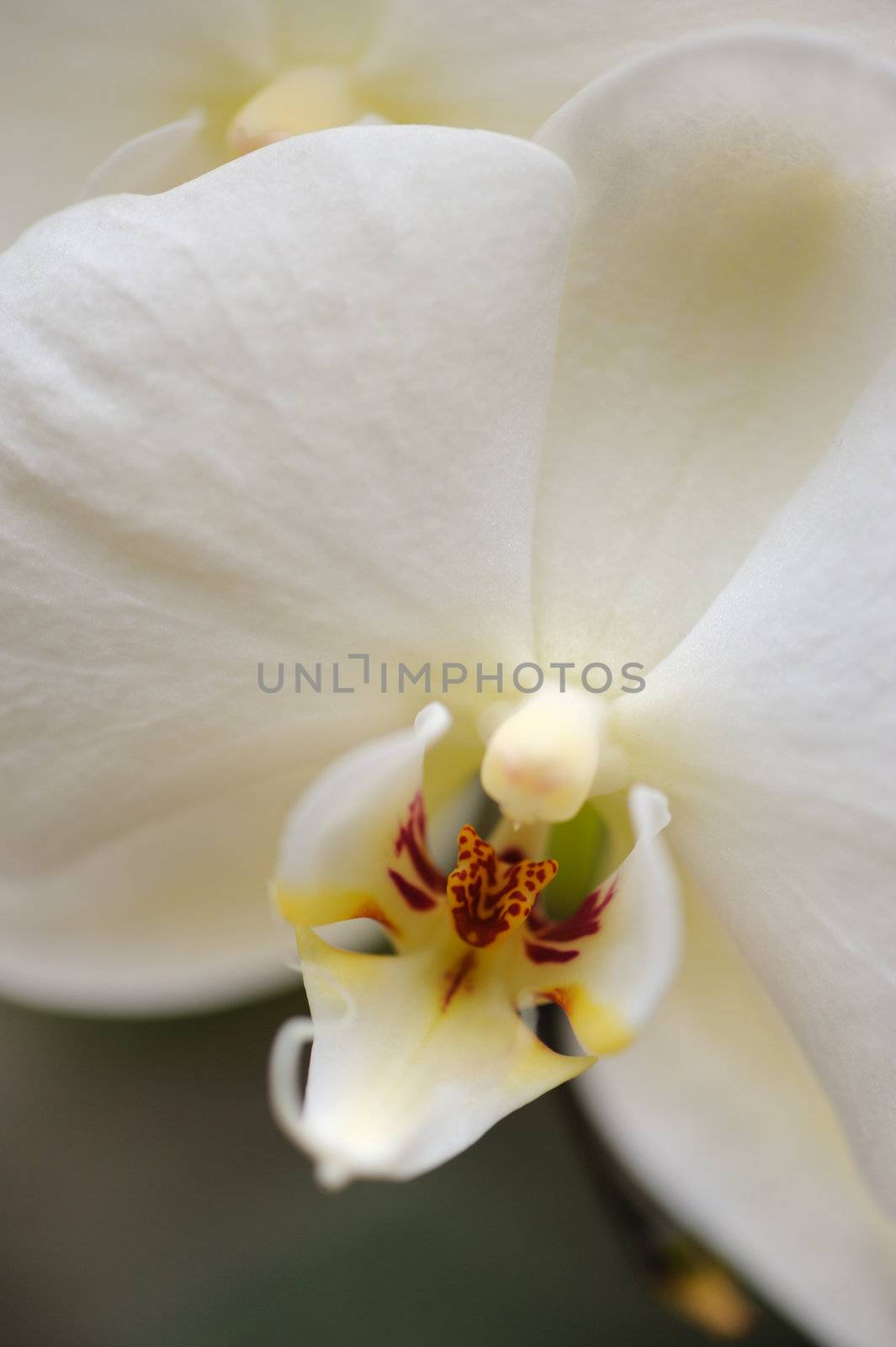 Orchid white by galdzer