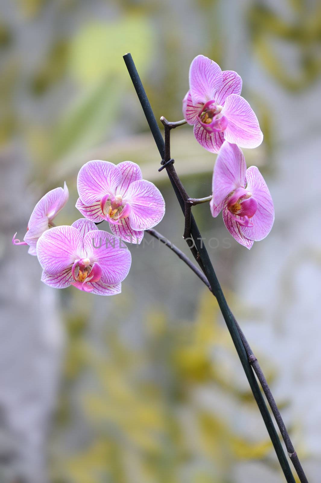 Orchid violet. A flower growing in a tropical climate