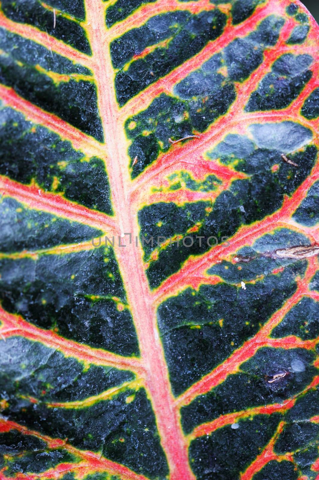 Abstract texture leaf by galdzer