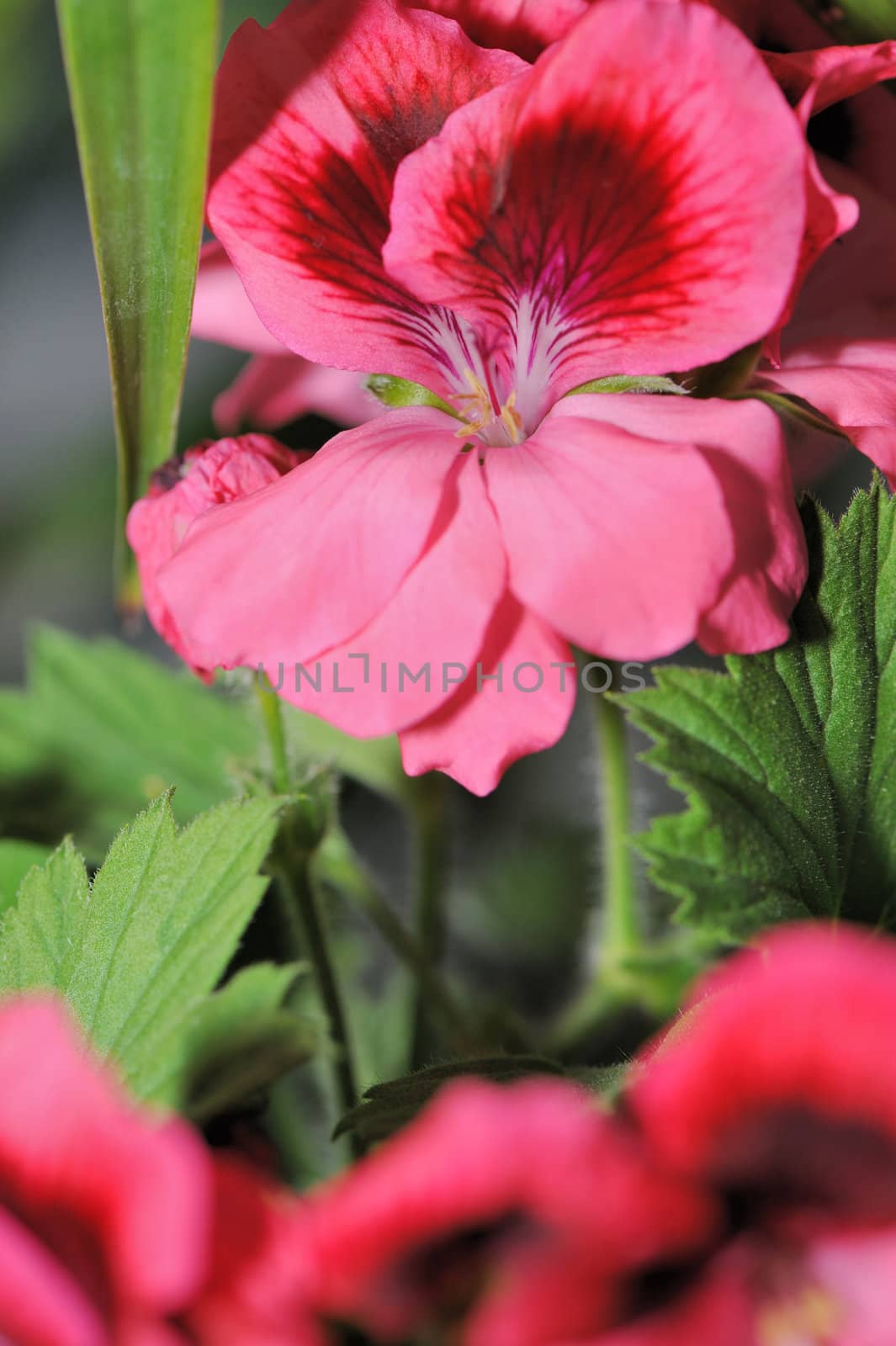 Flowers. Colourful flowers growing in garden sites