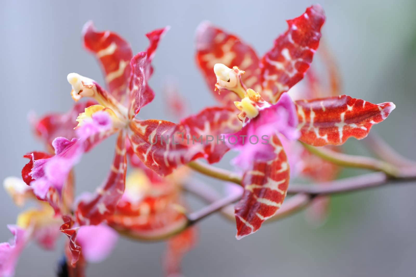 Orchid red. A flower growing in a tropical climate