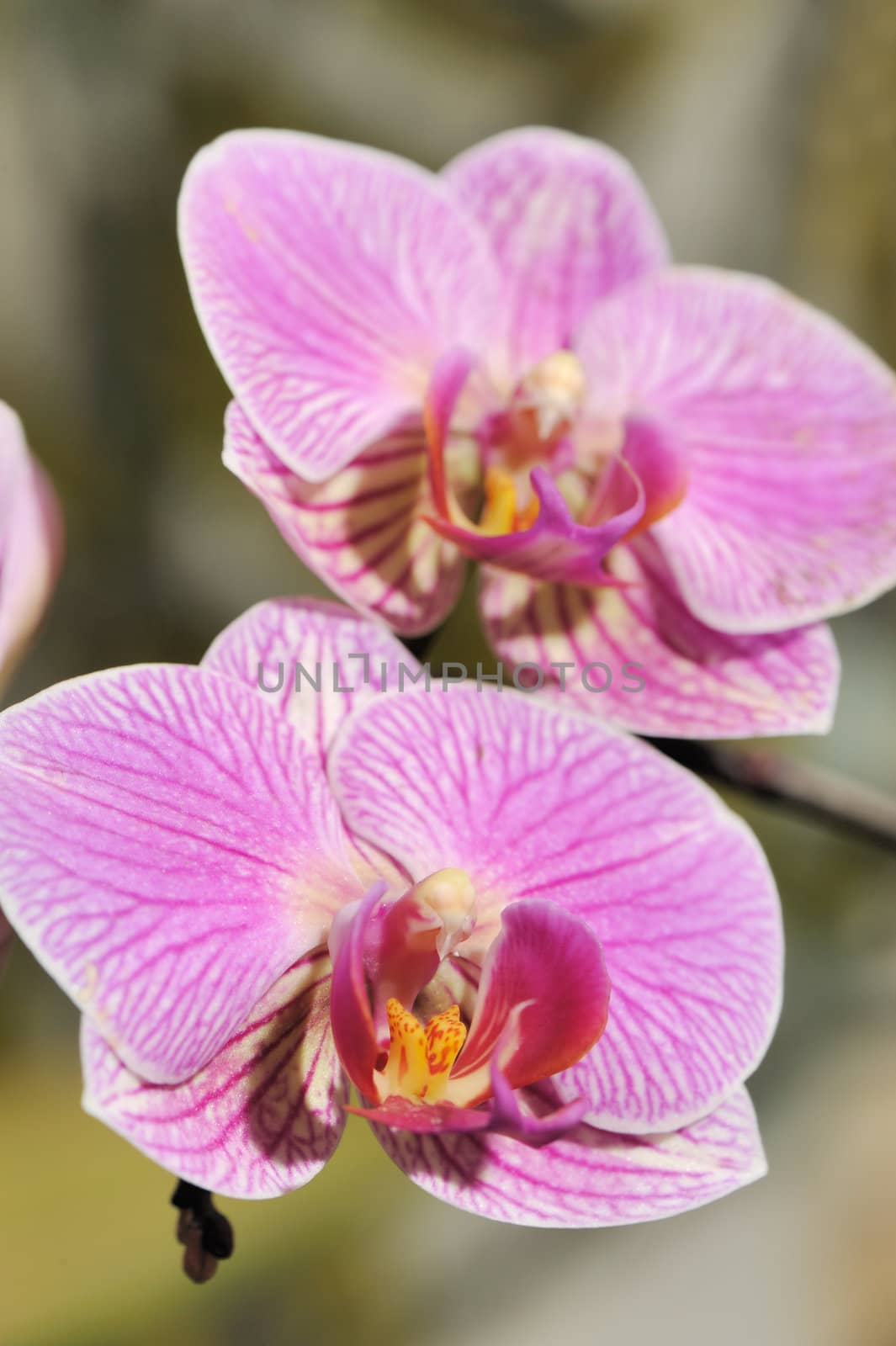 Orchid red. A flower growing in a tropical climate