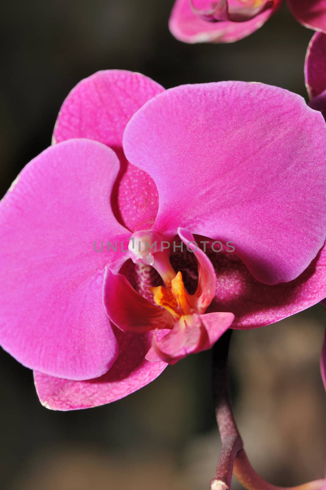 Orchid red. A flower growing in a tropical climate