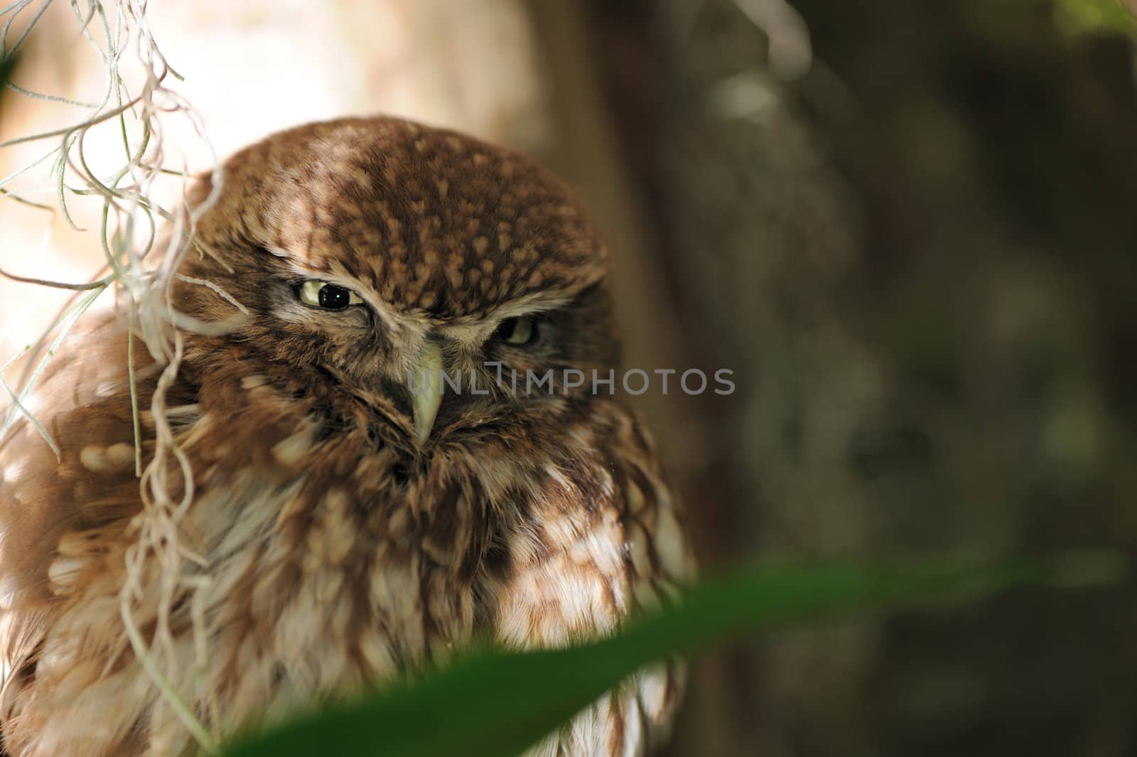 Owl. A predatory night bird with the big round head, greater eyes and with the short bent beak.