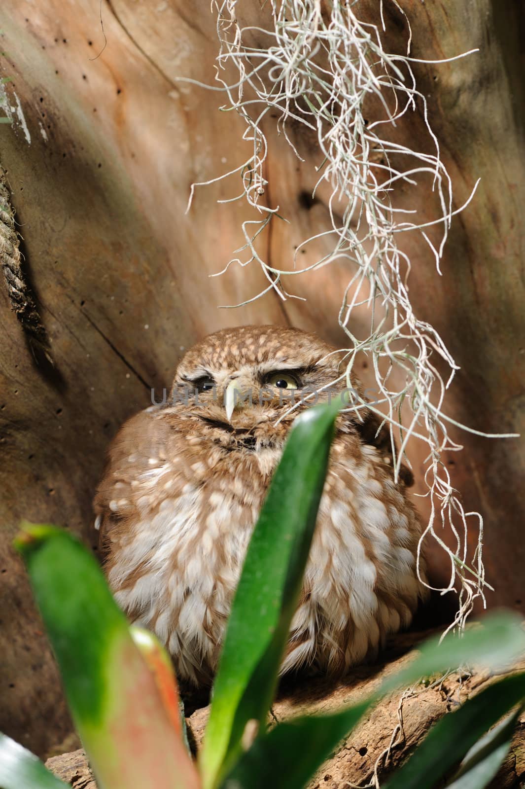 Owl. A predatory night bird with the big round head, greater eyes and with the short bent beak.