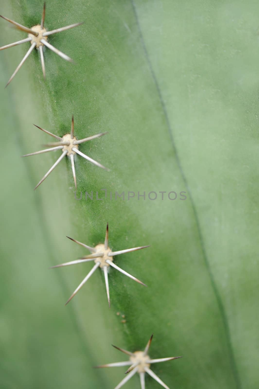 Cactus background. Type of spiny succulent plant