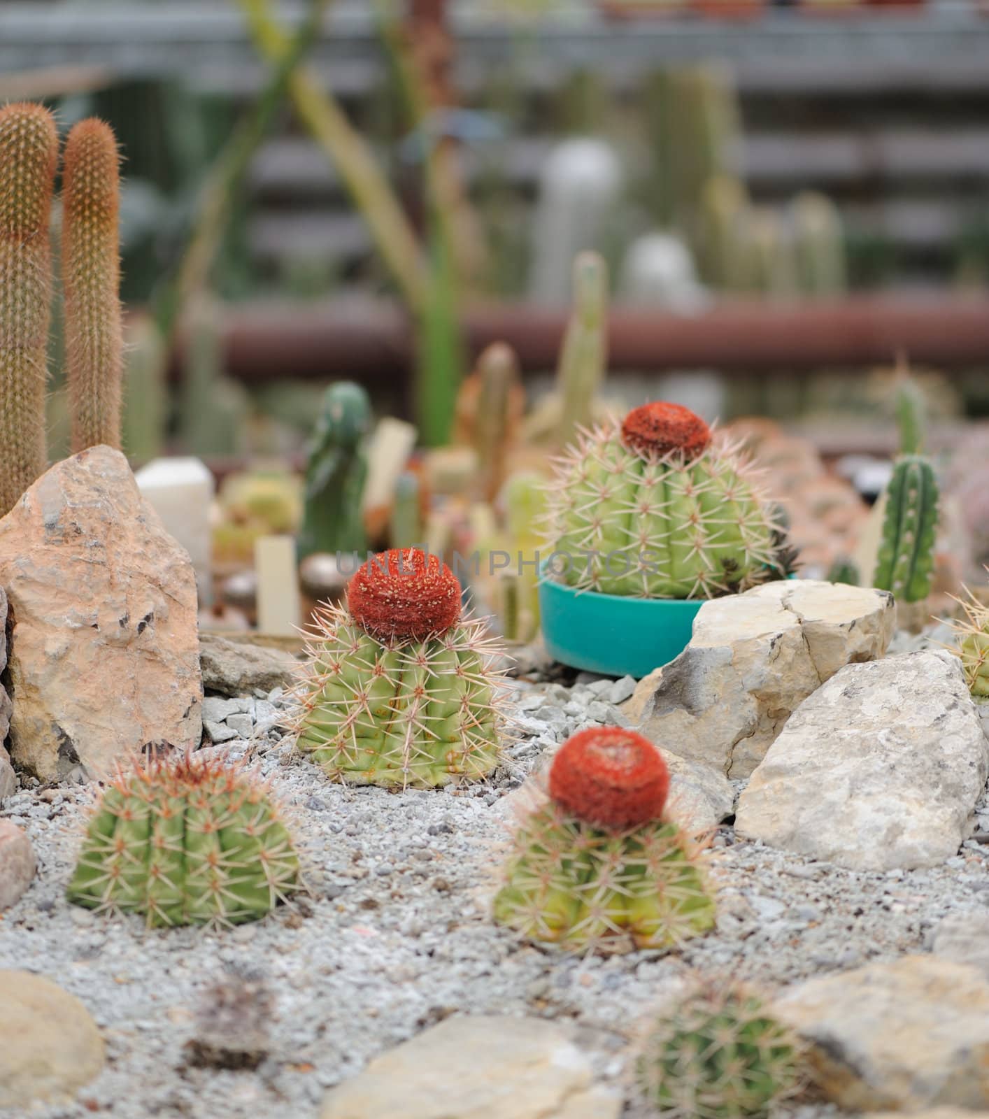 Cactus set. Type of spiny succulent plant